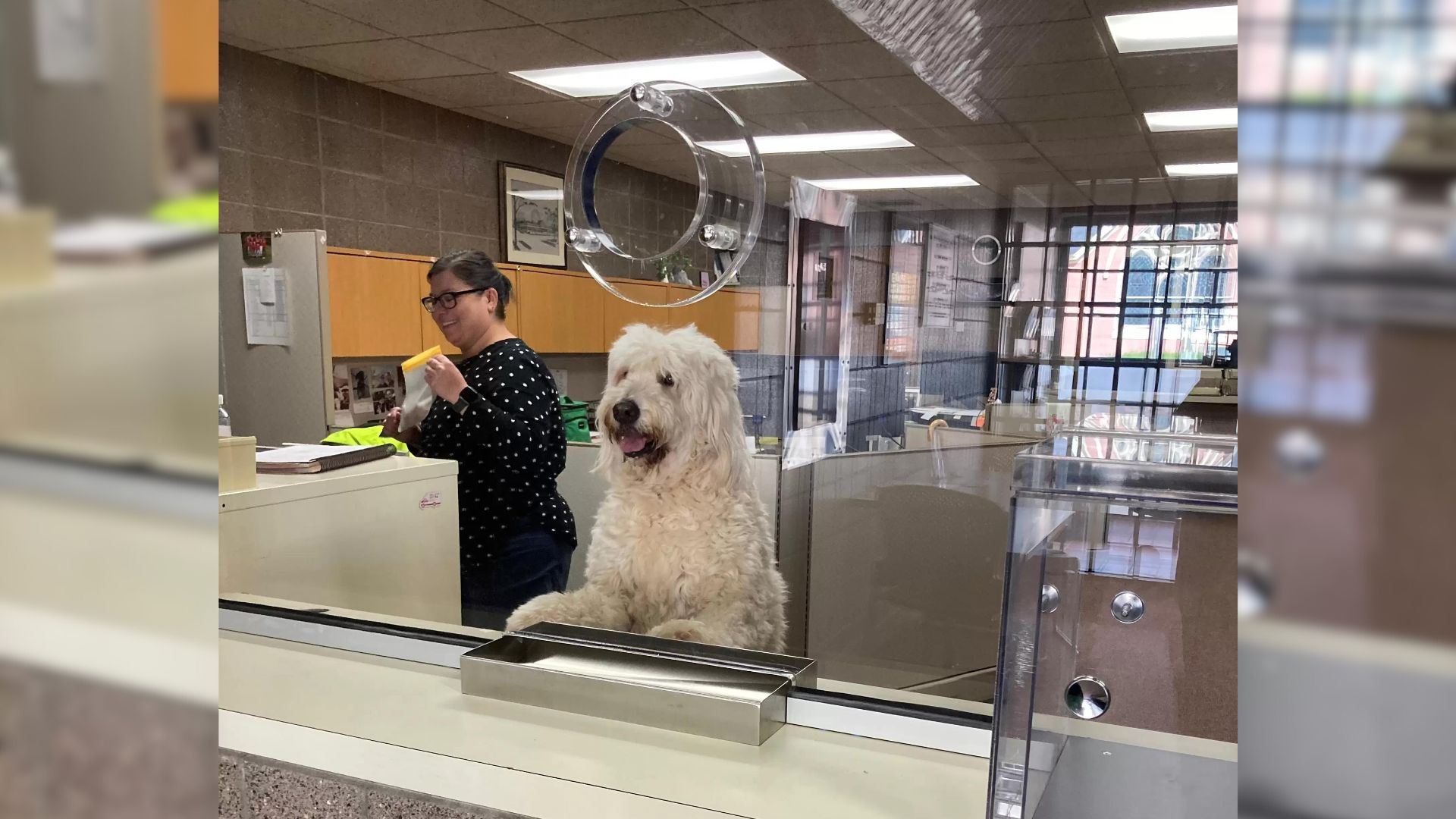 Friendly Lost Dog Assists The Local Police In Wisconsin While Waiting For Family