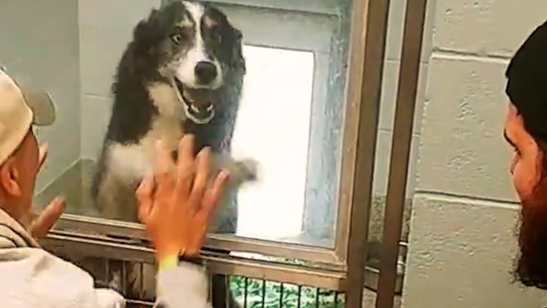 Lost Dog Can’t Contain Happiness As She Sees Her Mom And Dad Again After Weeks