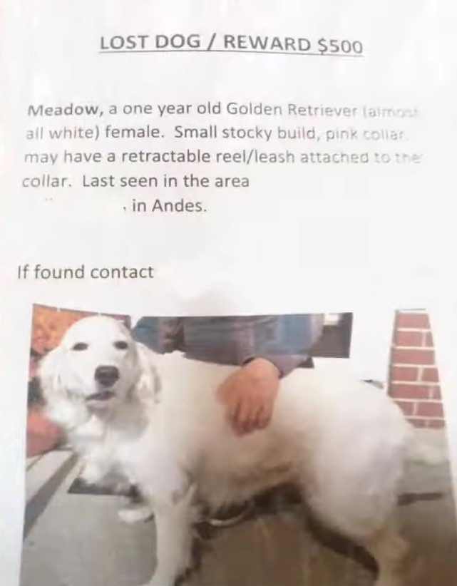 lost dog poster