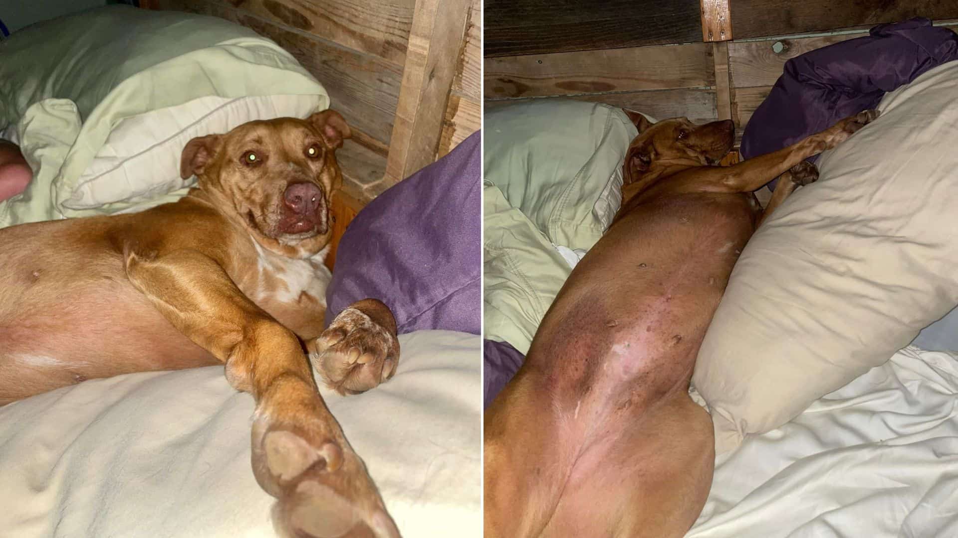 Couple Wakes Up To Find A Stranger’s Dog Sleeping In Their Bed