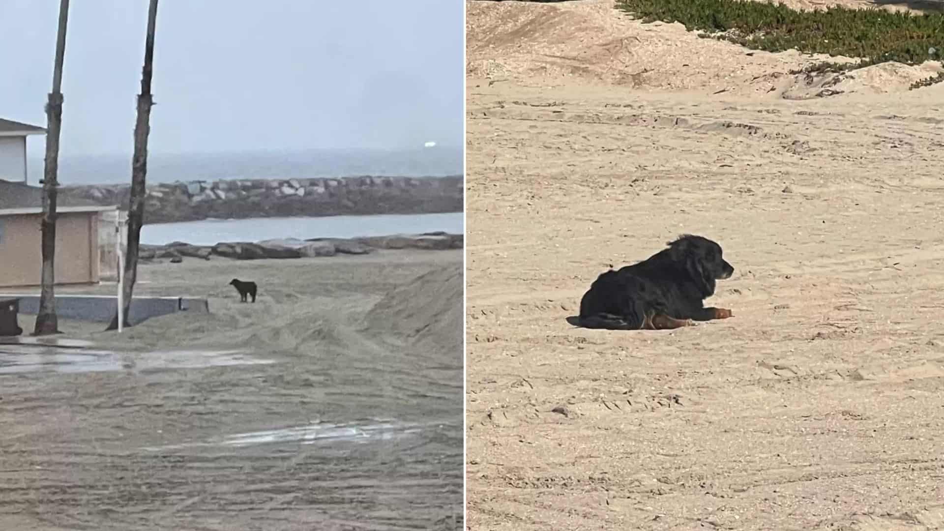 This Sweet Dog Ran Away From Home After His Owners Left On A Trip