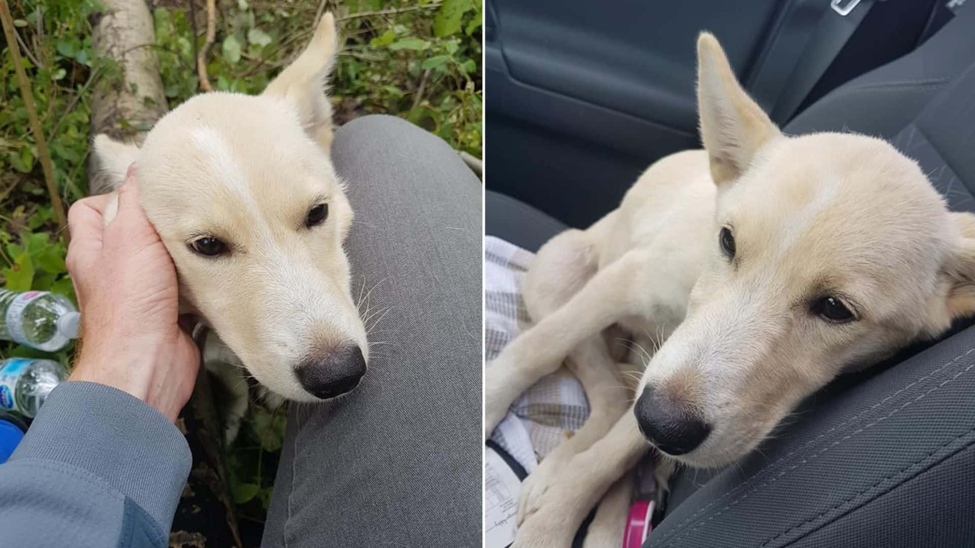 This Man Was Shocked To Find A Dog With Broken Legs In The Middle Of The Woods