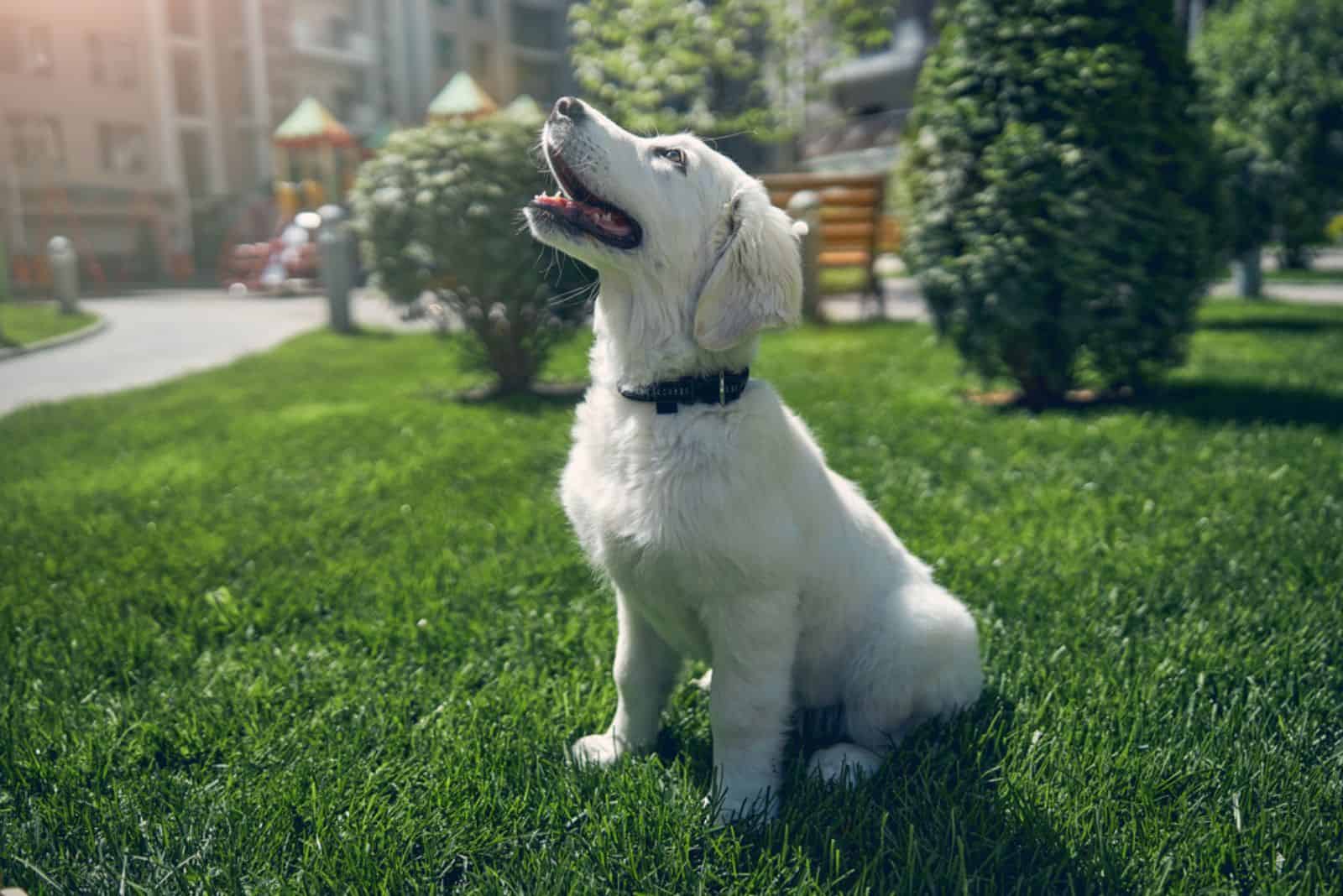 lovable domestic dog with a collar around its neck staring upwards