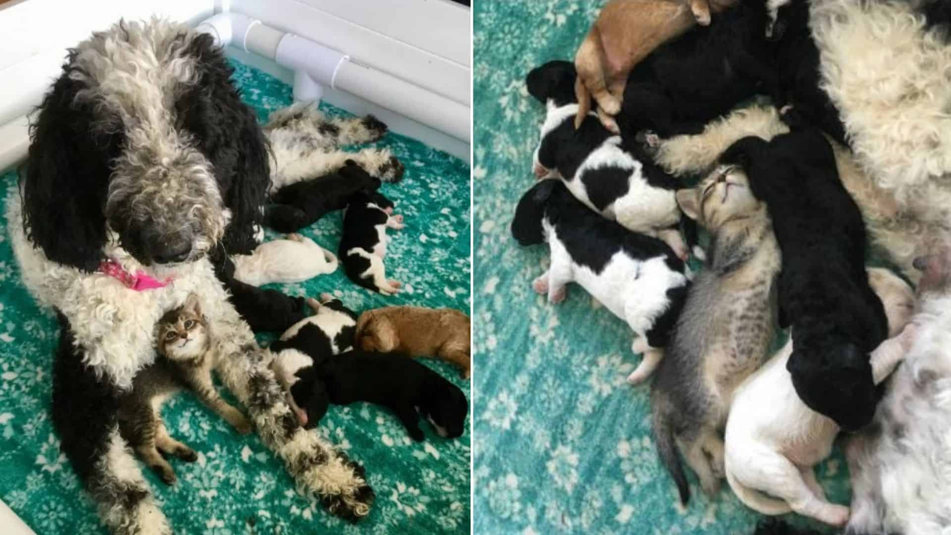 Izzy, The Pawdorable Dog Mom, Welcomes An Abandoned Kitten Into Her Litter