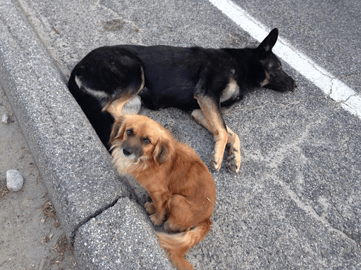 Friends In Need: Loyal Dog Refuses To Leave His Pregnant Friend’s Side