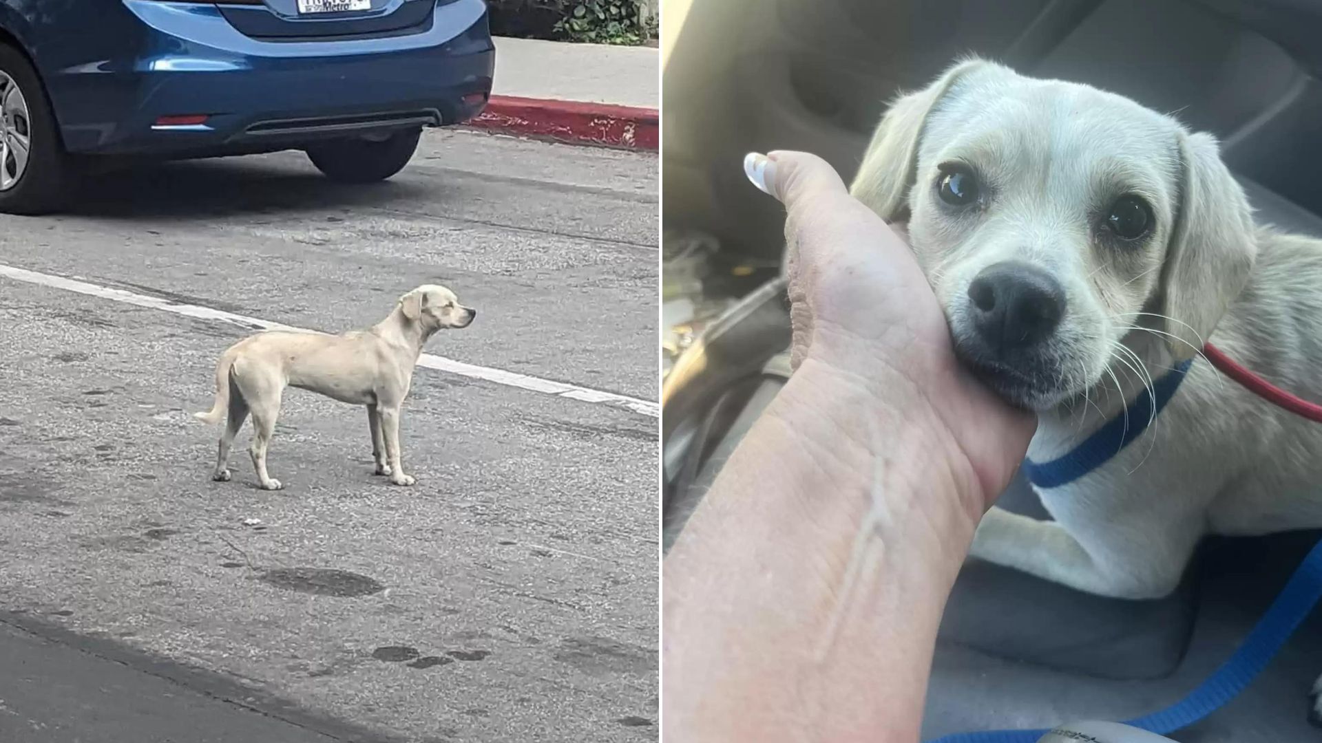 Loyal Dog Refuses To Leave The Hospital Entrance Where She Last Saw Her Hooman