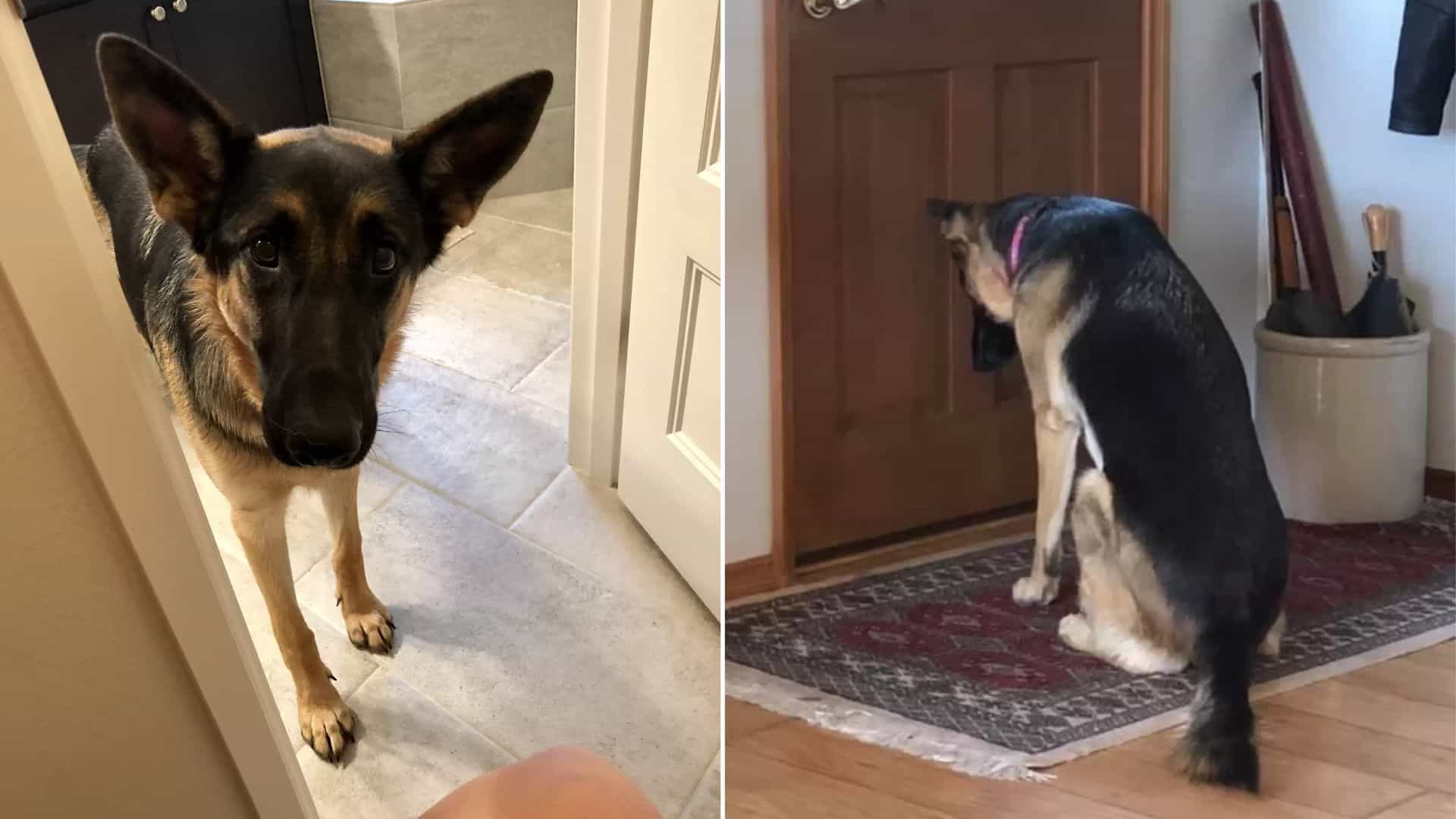 GSD Girl Leia Waited Patiently By The Door For Her Dad To Return From The Hospital