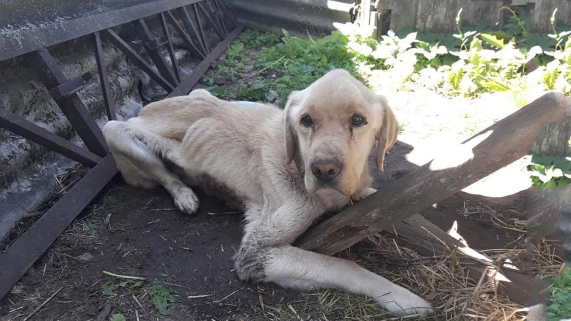 Sweet Labrador Would Not Leave His Sibling’s Side When Their Owners Left Them On A Chain After Moving