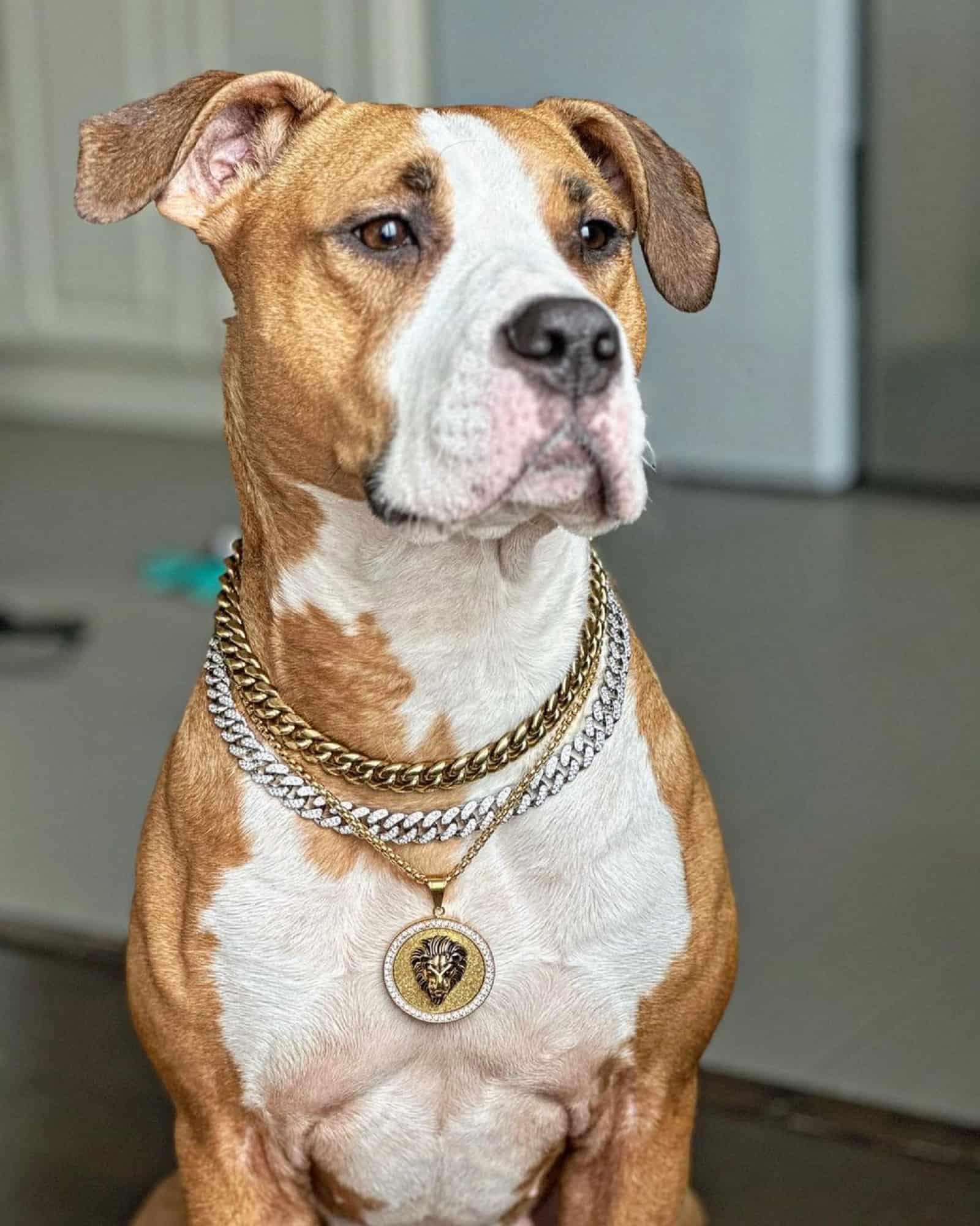 Luna the pittie sitting on the floor