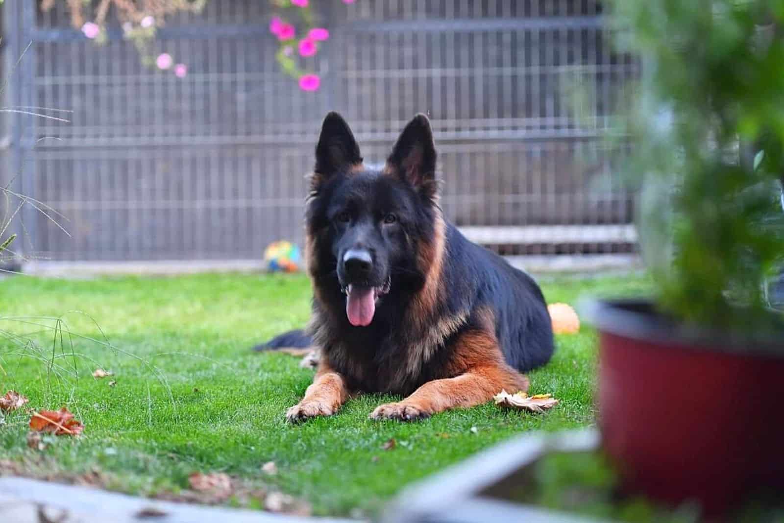 Lycan Shepherd is lying in the yard