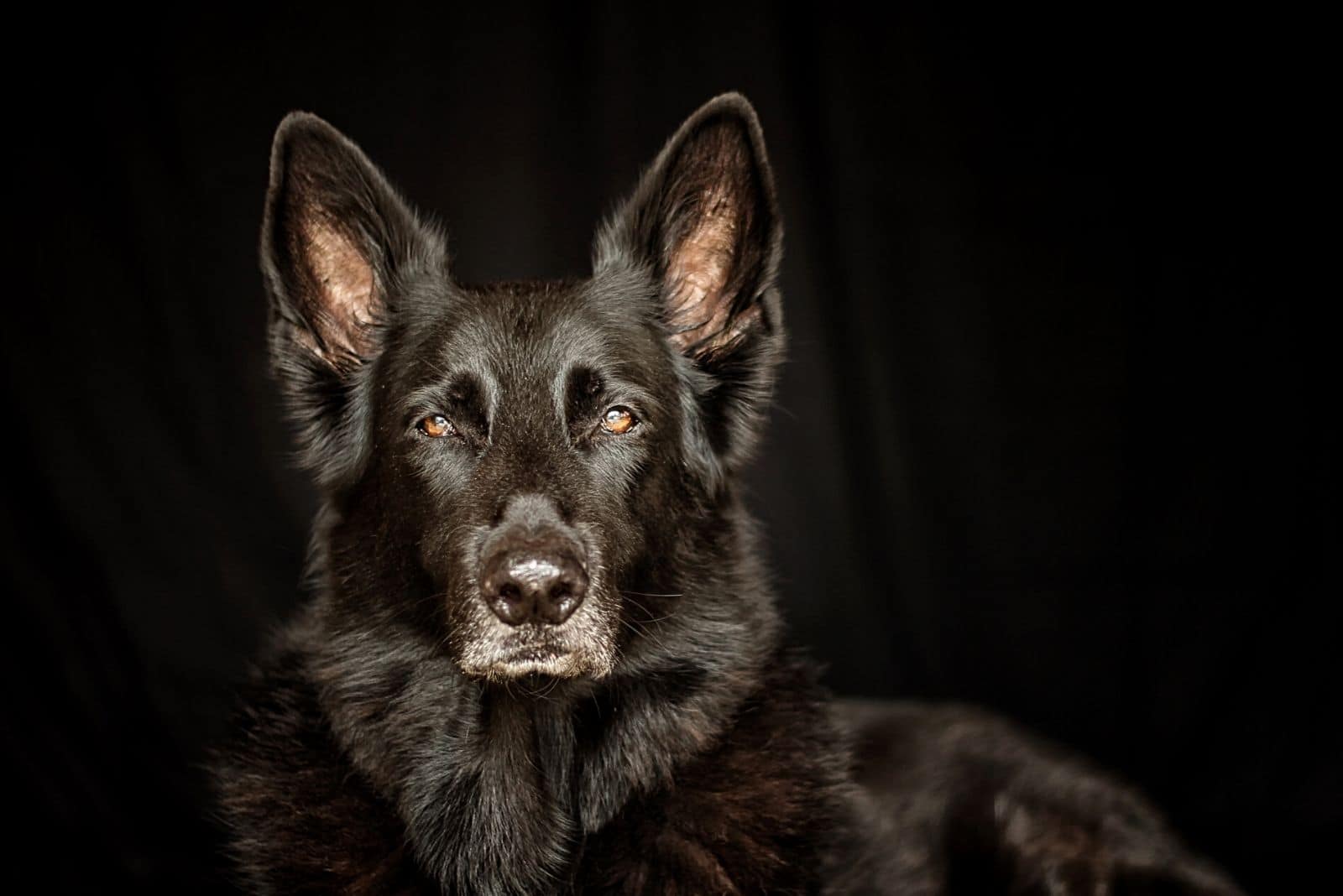 Lycan Shepherd: The Hidden Secret Of The Canine World