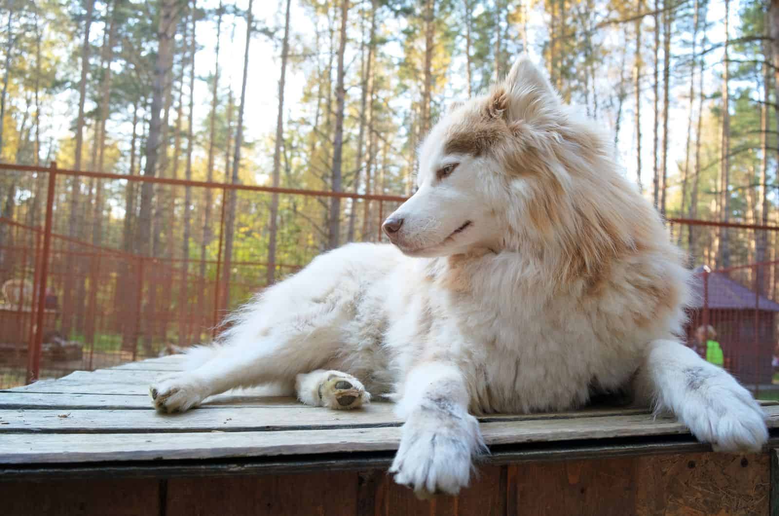 MacKenzie River Husky