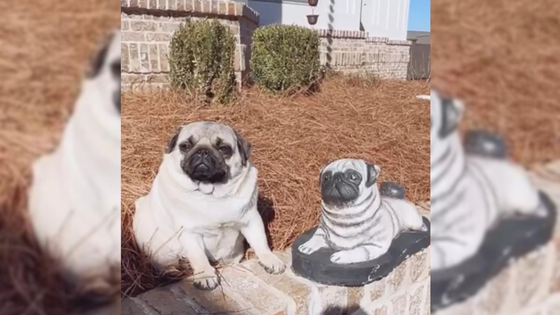 Maggie Is A Pug That Fell In Love With A Statue