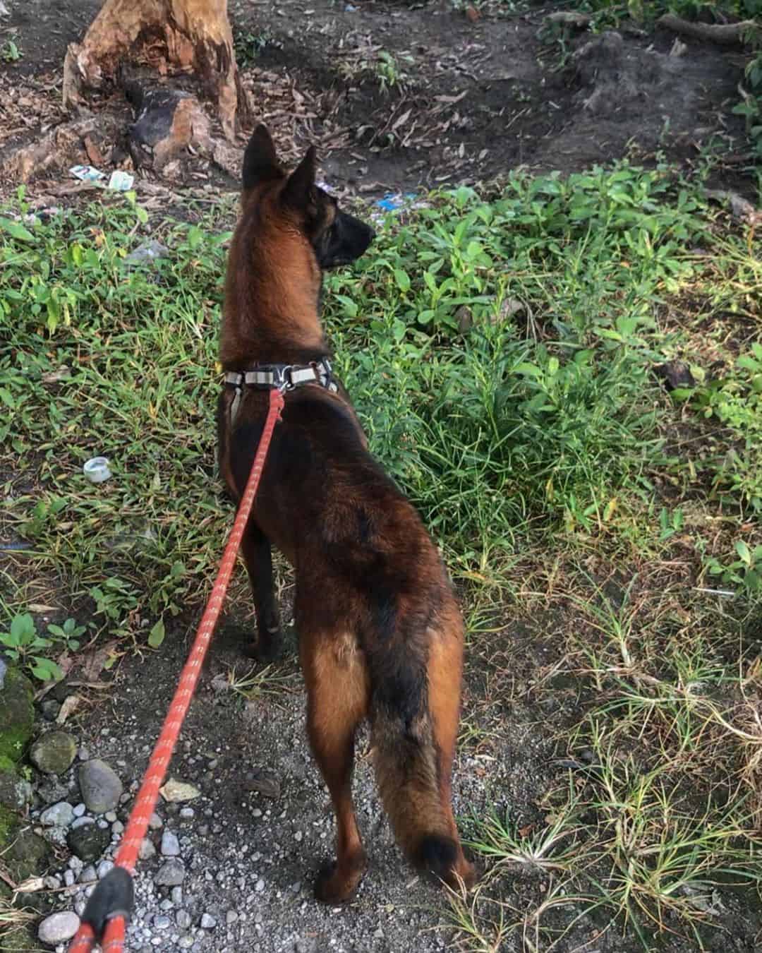 mahogany belgian malinois