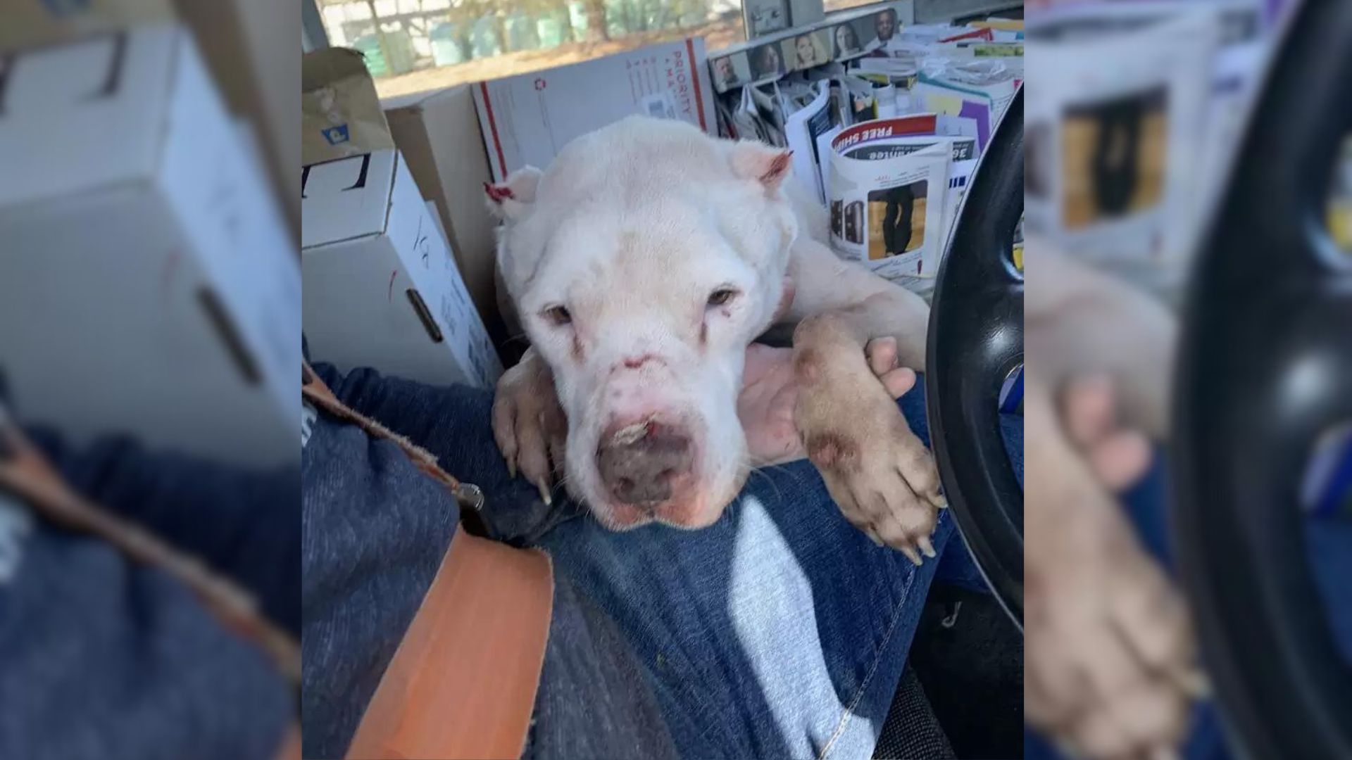 Mailman Sees A Pup Collapsed On The Side of The Road, And Figures Out What To Do