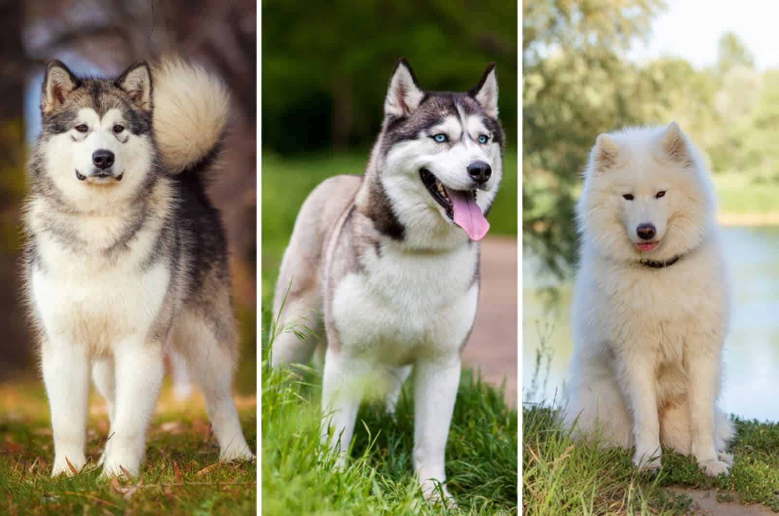 Malamute Vs Husky Vs Samoyed – Which One Is For You?