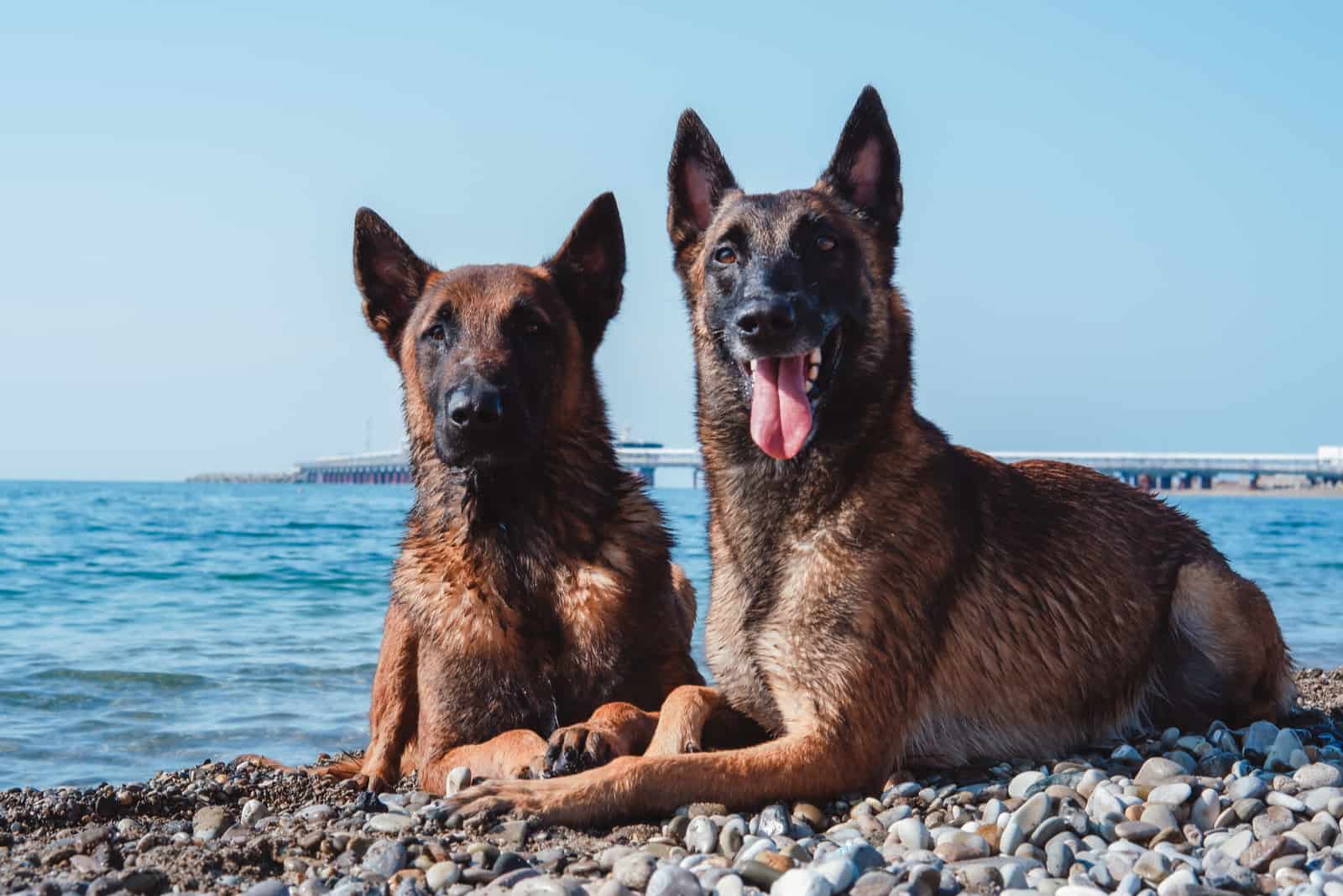 Male Vs. Female Belgian Malinois: The Key Differences