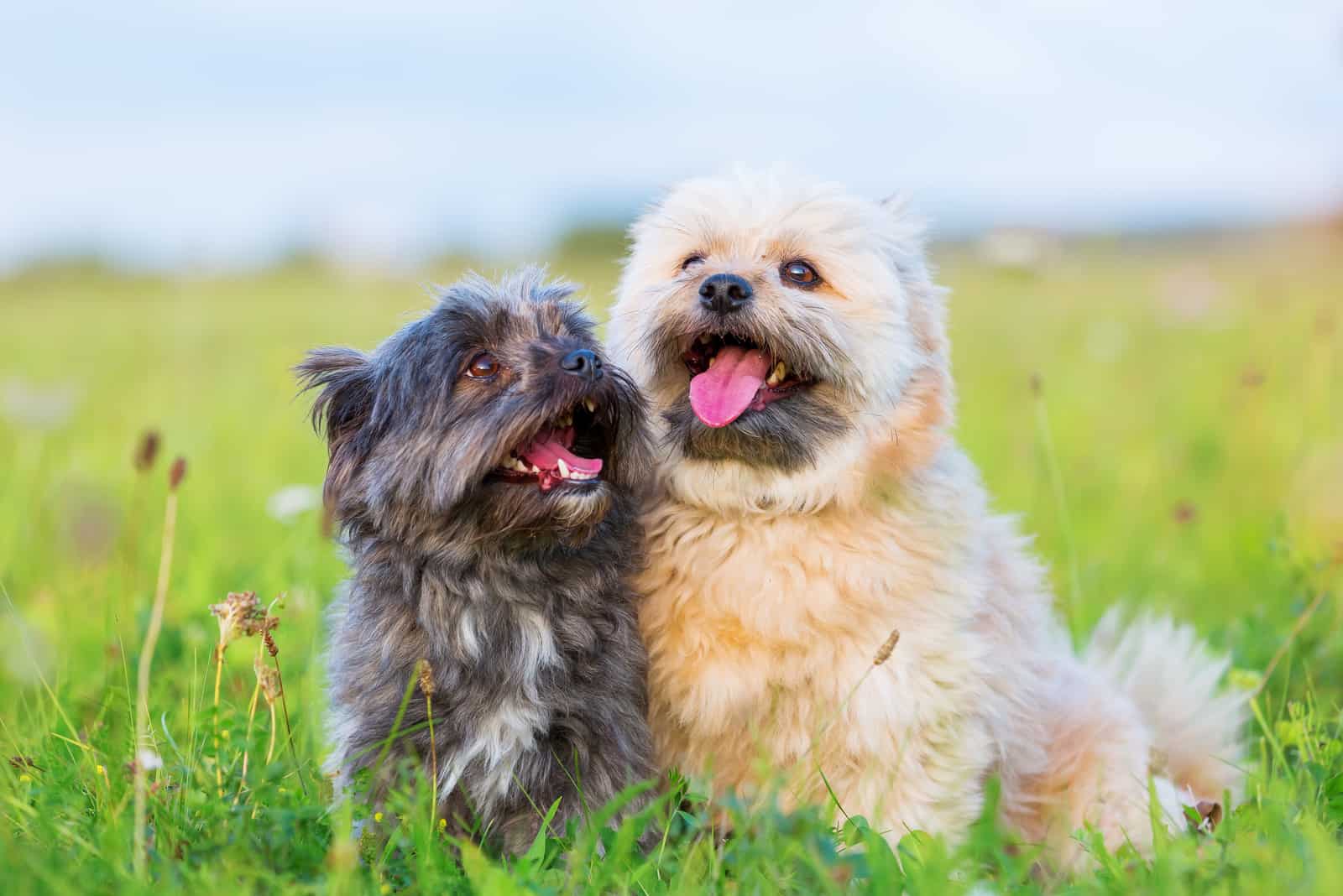 Male Vs. Female Havanese Which One Is The Best Pet For You