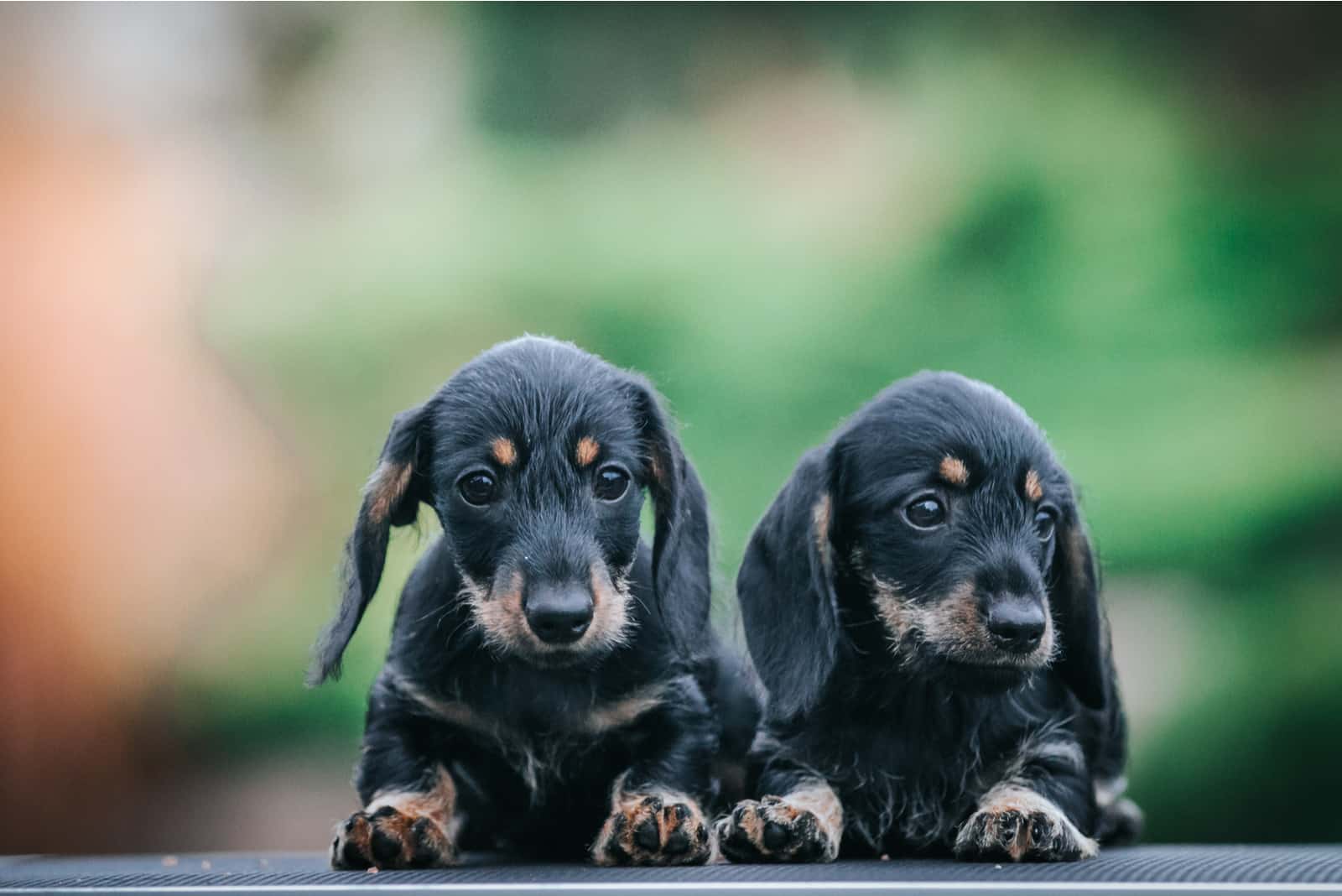 Male Vs. Female Dachshund Does Gender Matter