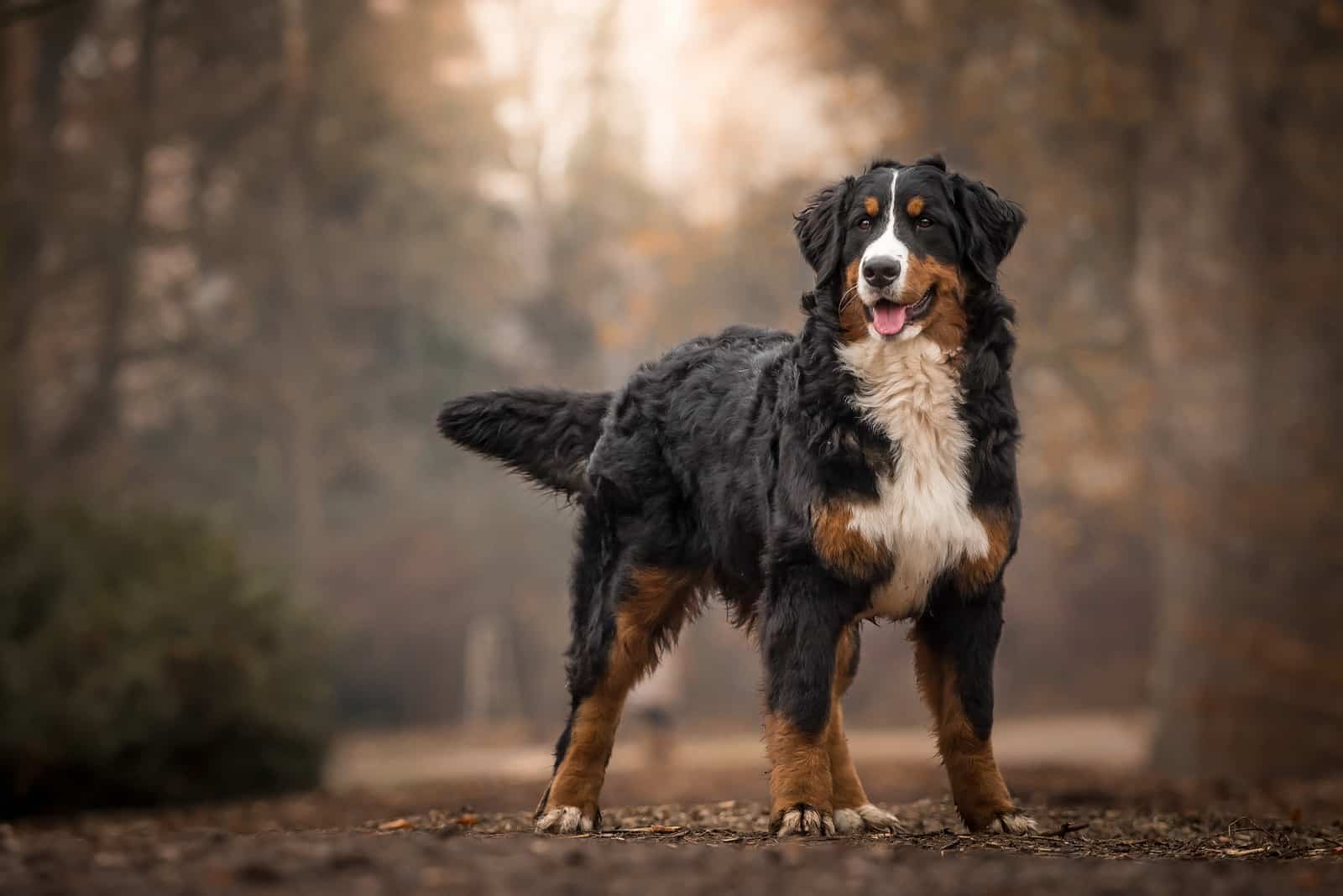 Male Vs. Female Bernese Mountain Dog Which One Should You Get