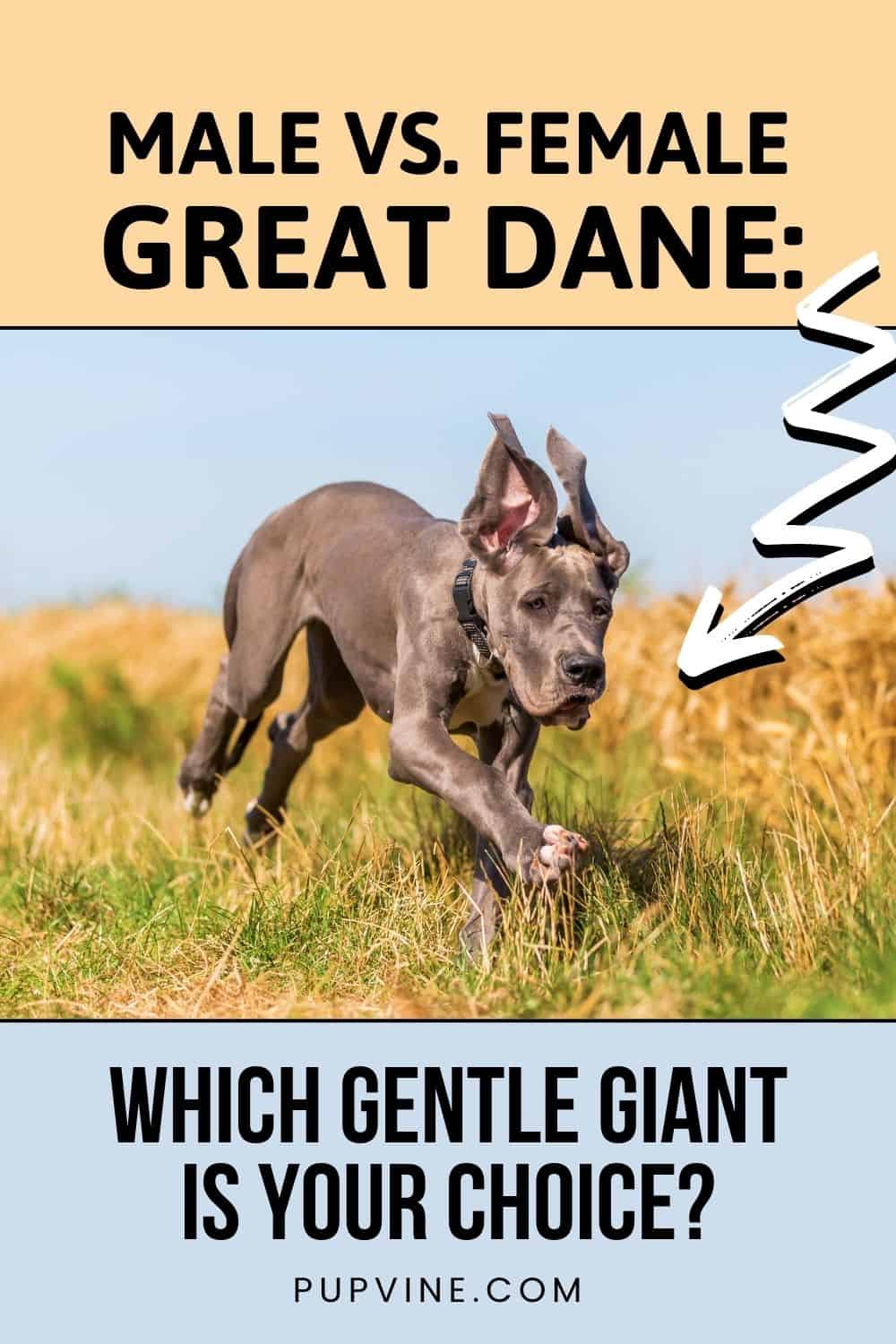 Male Vs. Female Great Dane: Which Gentle Giant Is Your Choice?