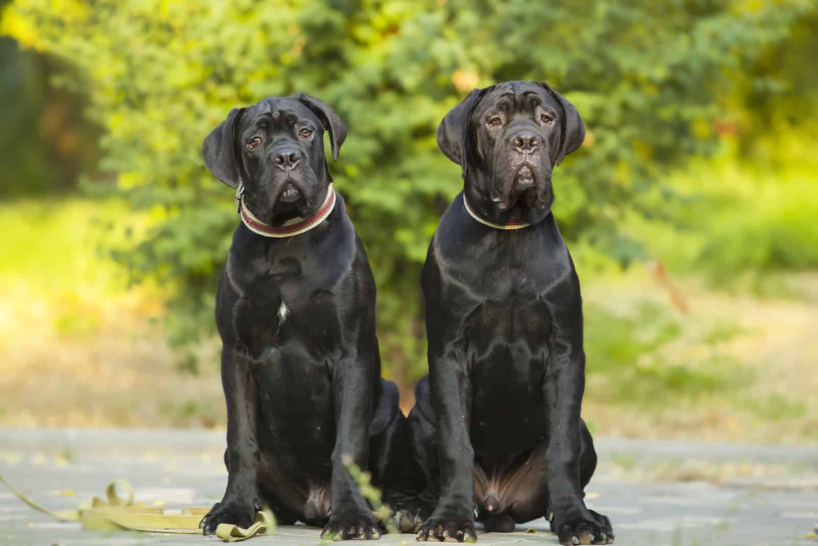 Male Vs. Female Cane Corso: The Hardest Decision Ever