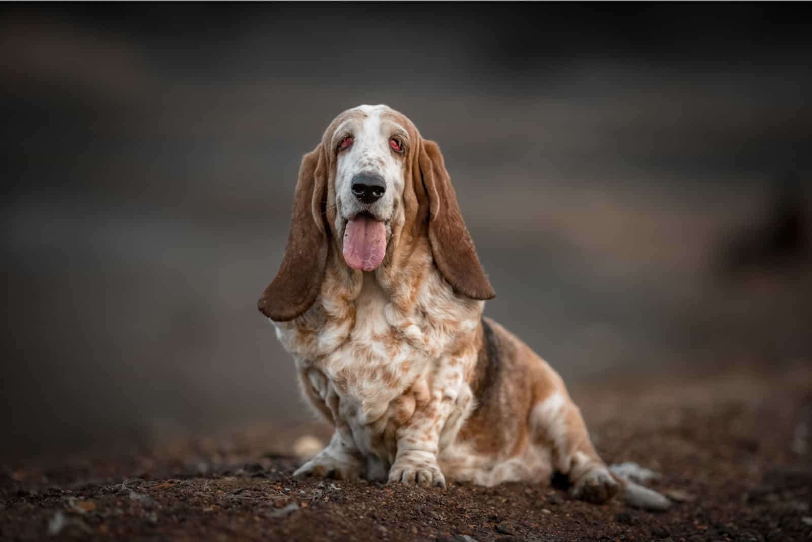 Male Vs Female Basset Hound: May The Best Basset Win