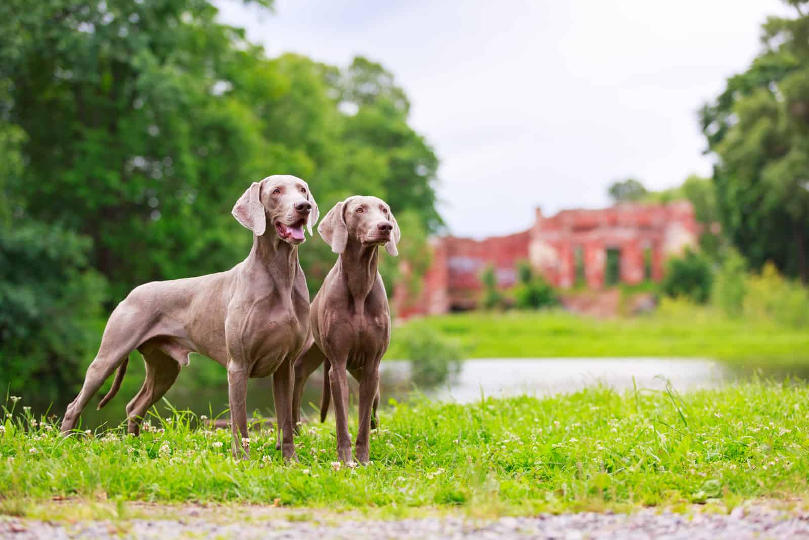 Male Vs. Female Weimaraner: Which Gray Ghost Should You Choose?