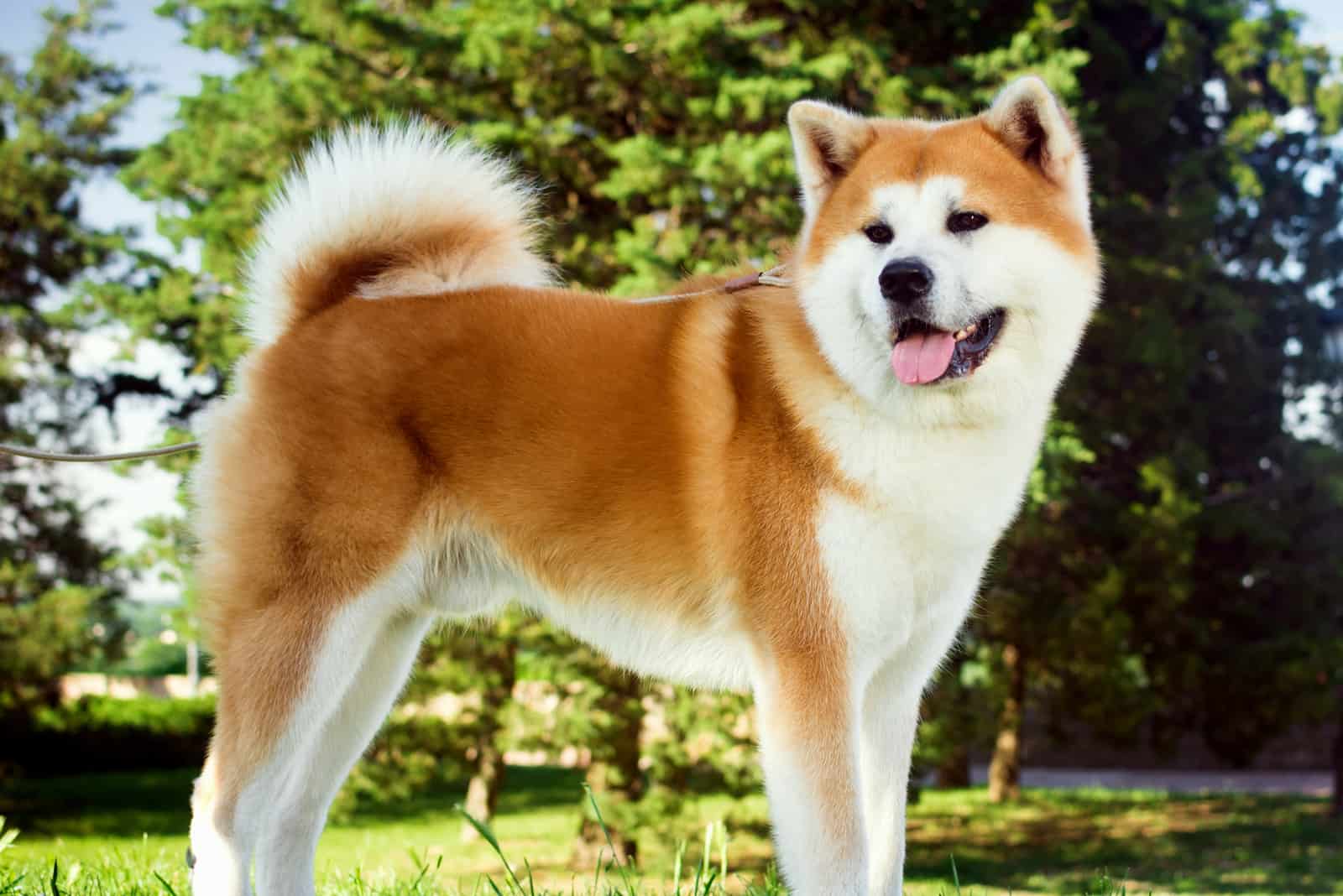 Male Vs. Female Akita – Differences In Temperament & Health Concerns