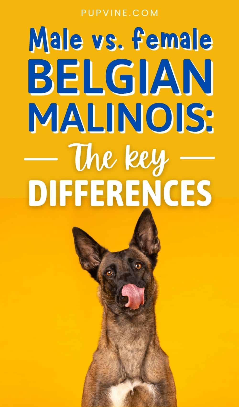 Male Vs. Female Belgian Malinois The Key Differences