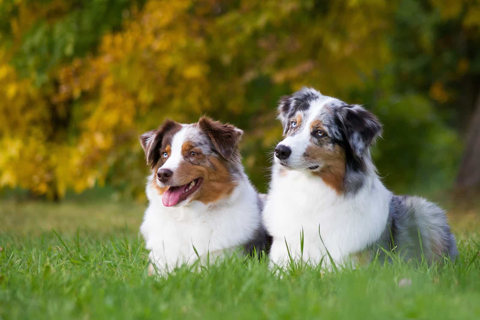 Male Vs Female Australian Shepherd: Which One Is Better?