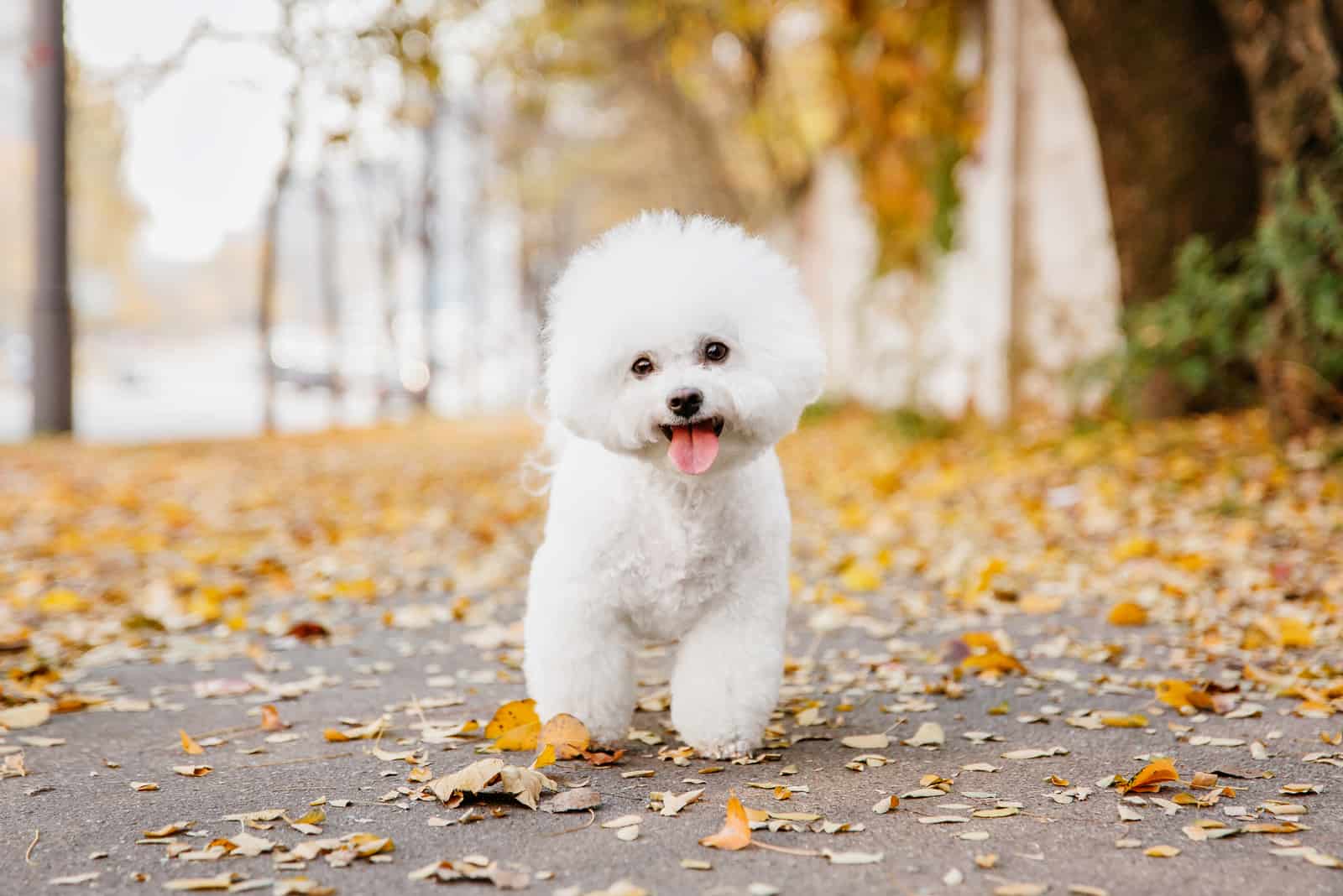 Male Vs Female Bichon Frise: Should I Choose A Sire Or A Dame?