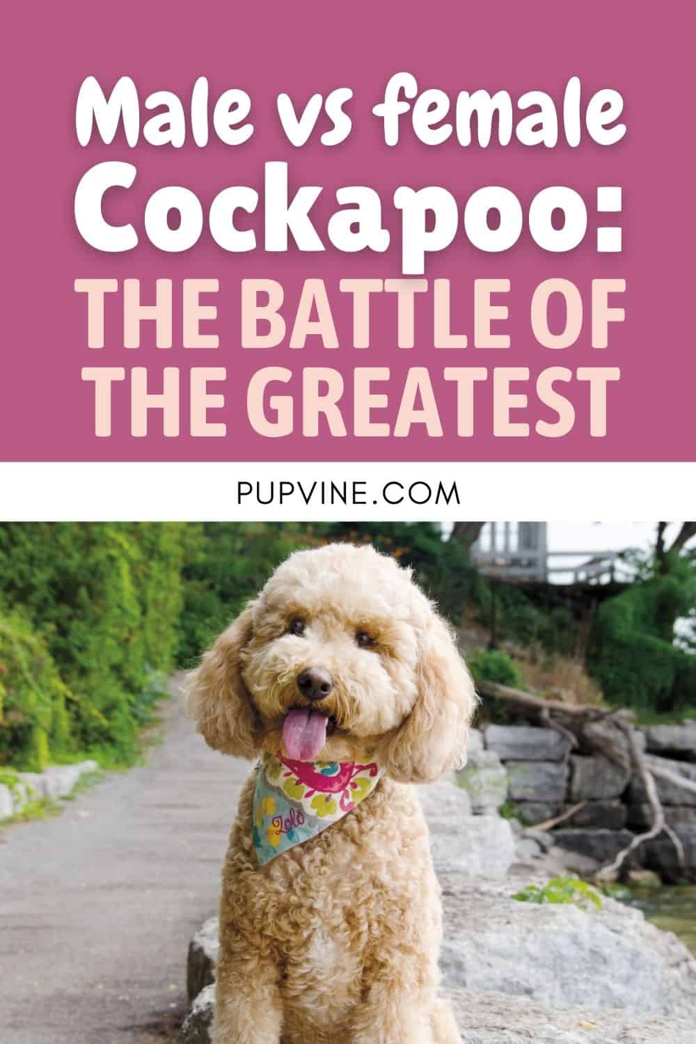 Male Vs Female Cockapoo The Battle Of The Greatest