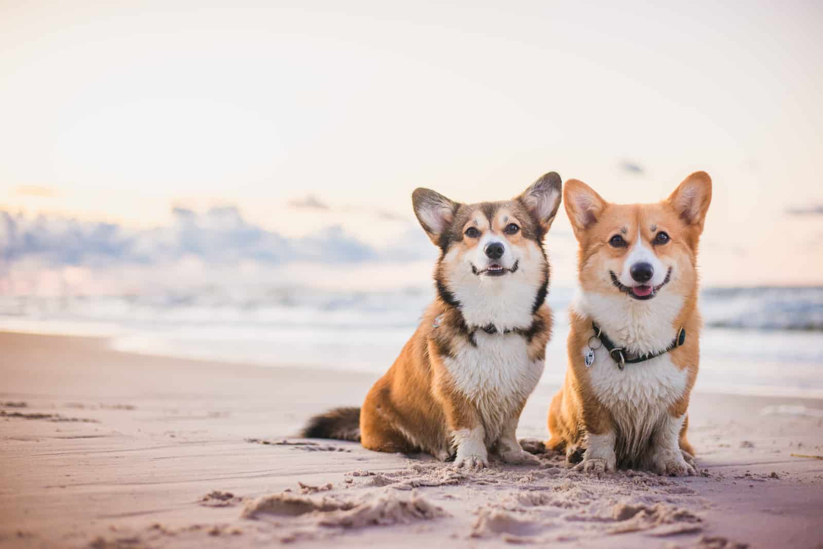 Male Vs Female Corgi – Are They Different And How?