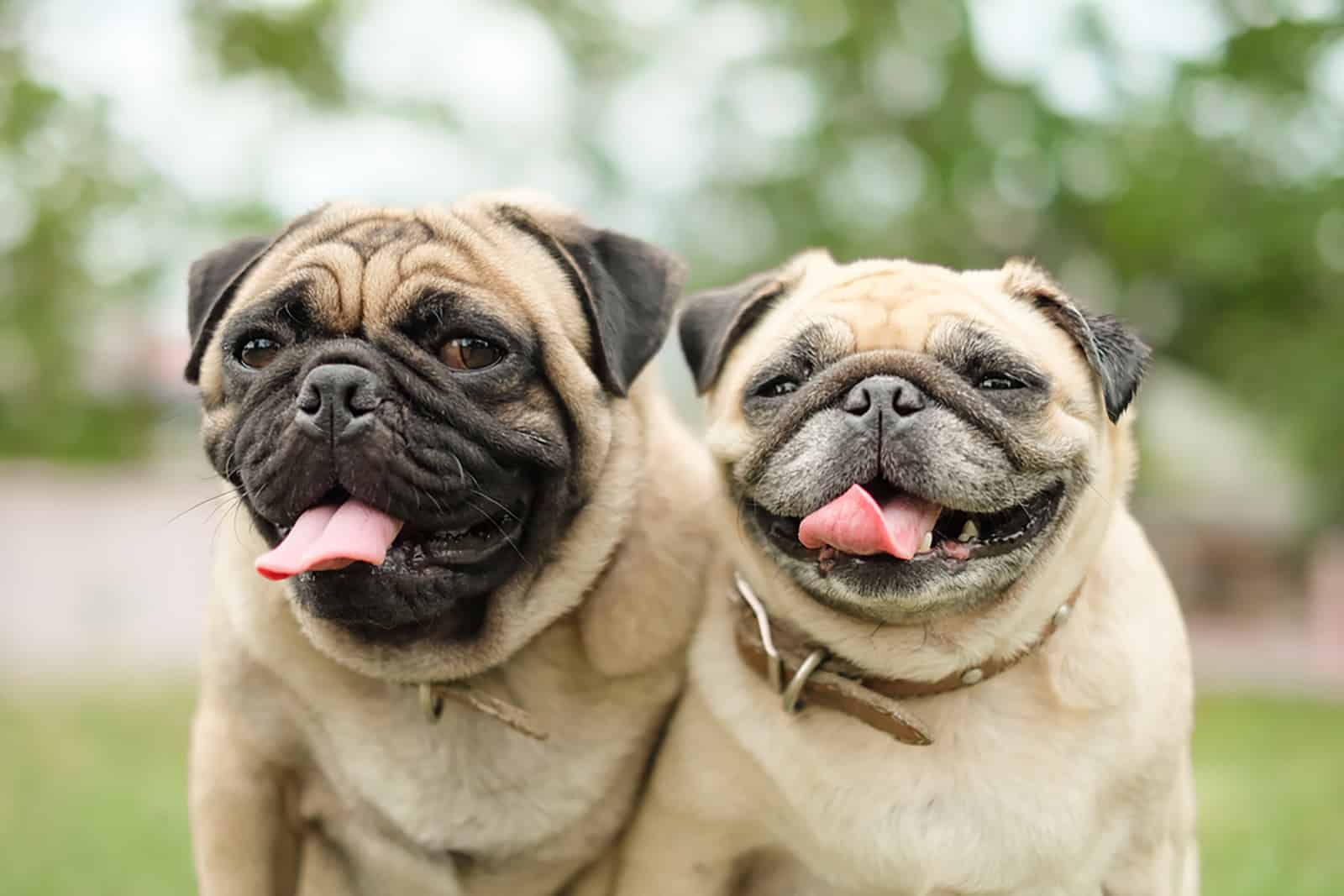 Male Vs Female Pug: The Gender Battle Is Back