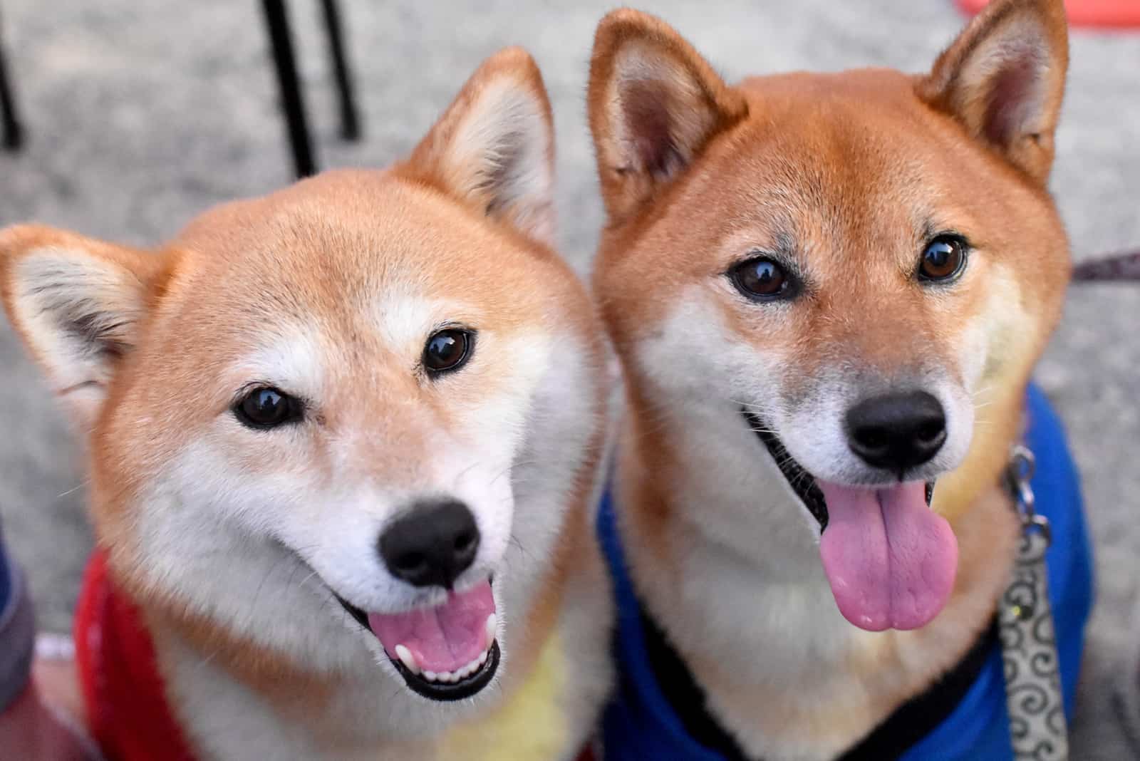 Male Vs Female Shiba Inu: Which Gender Is Perfect For Me?