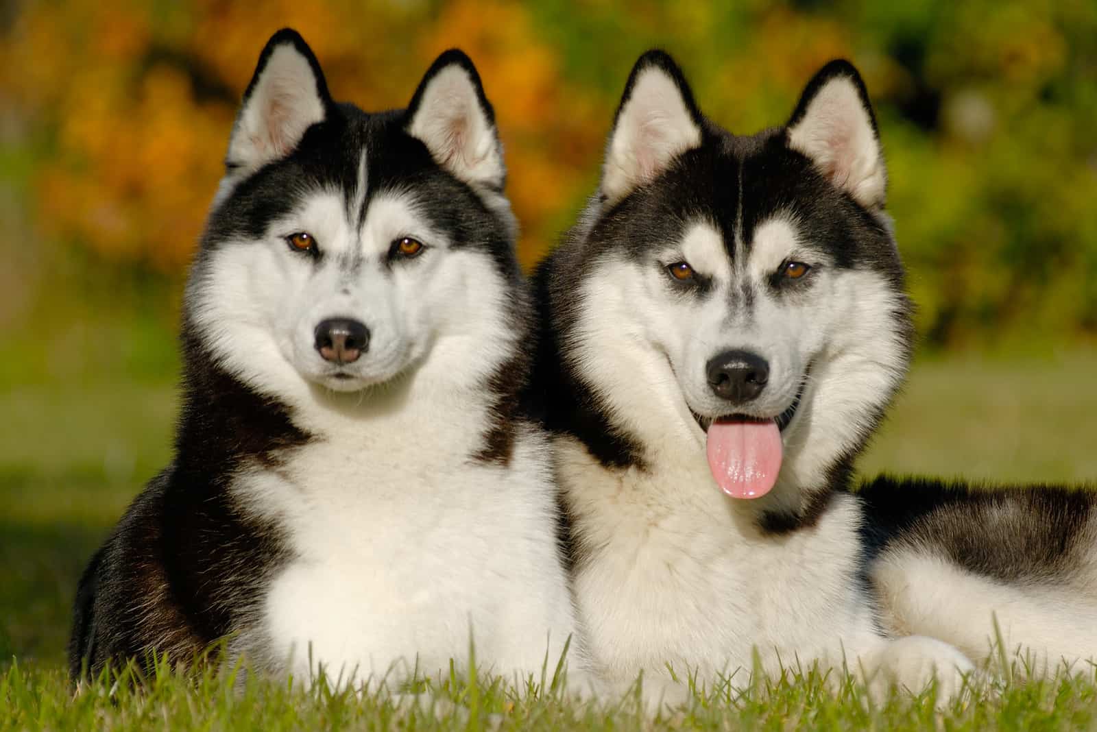 Male Vs Female Siberian Husky – The Impossible Decision