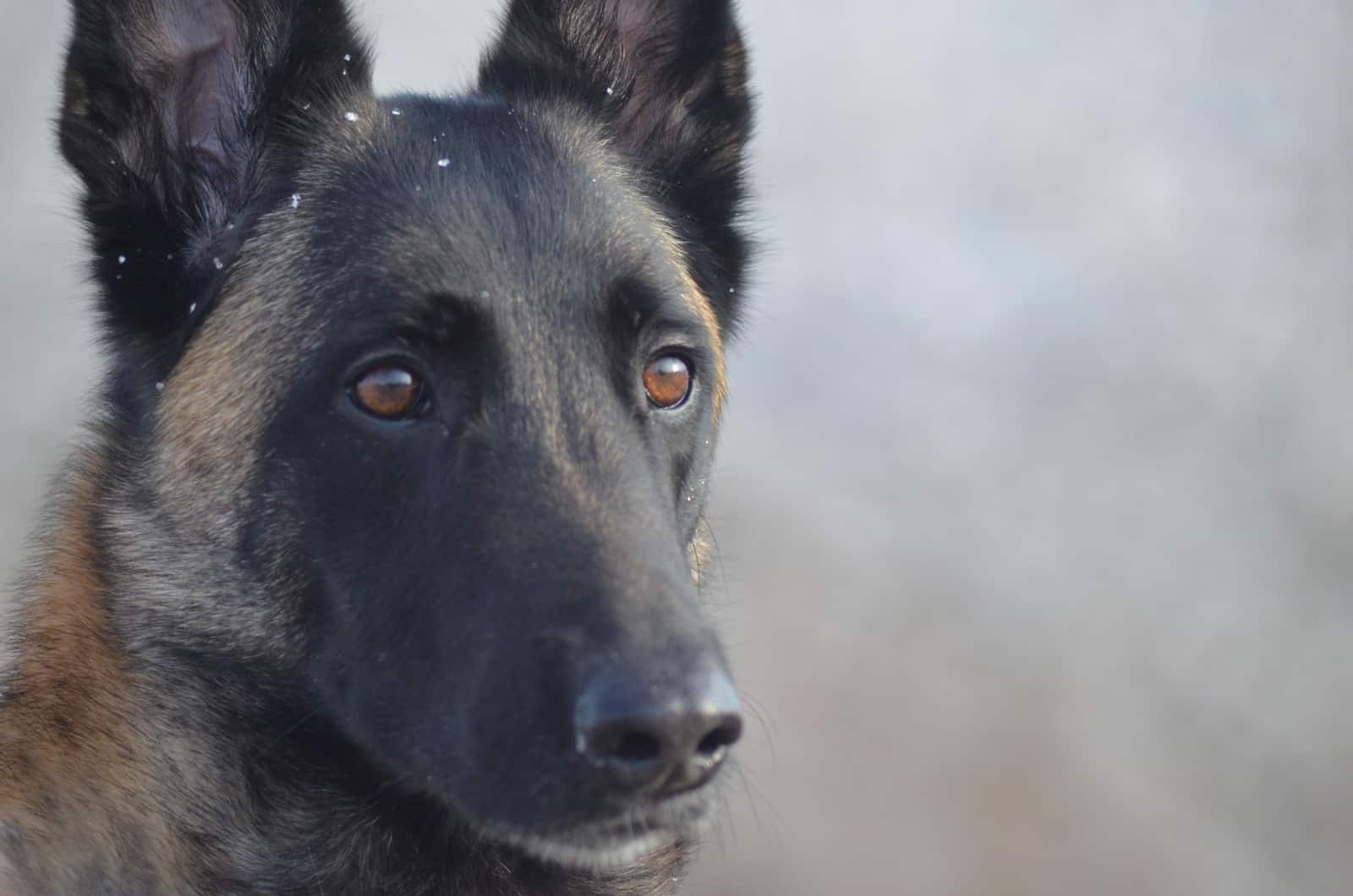 malinois face close-up