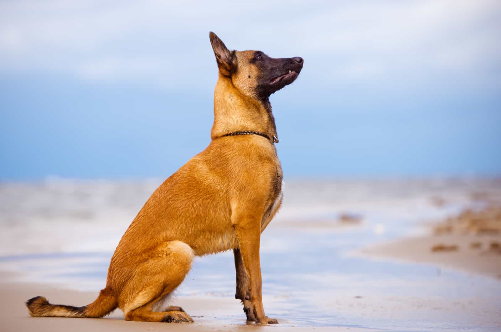 malinois side profile