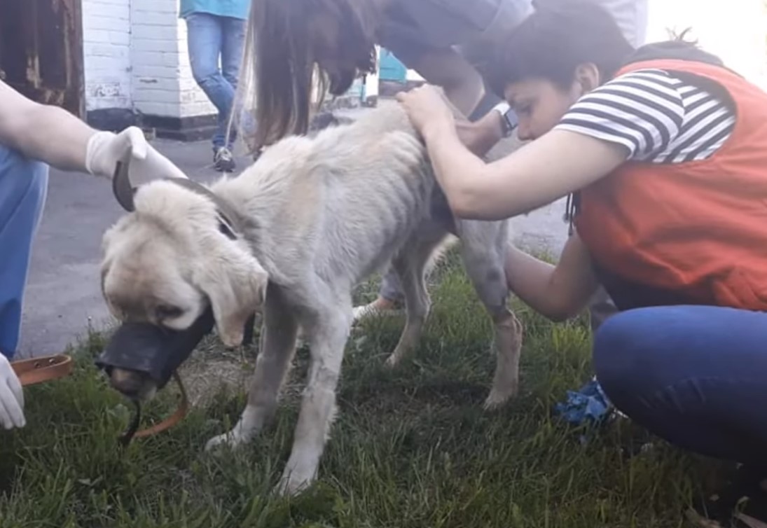 malnourished dog getting examined