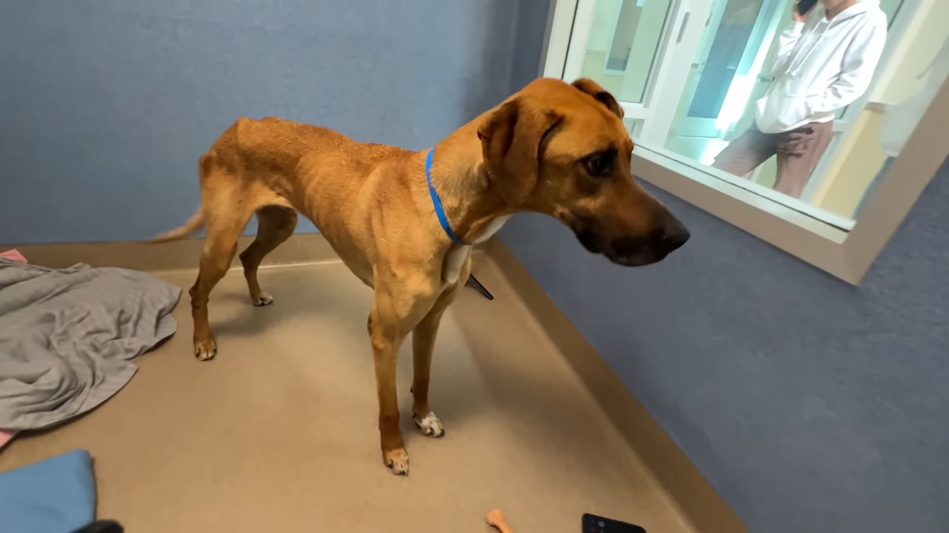 malnourished great dane