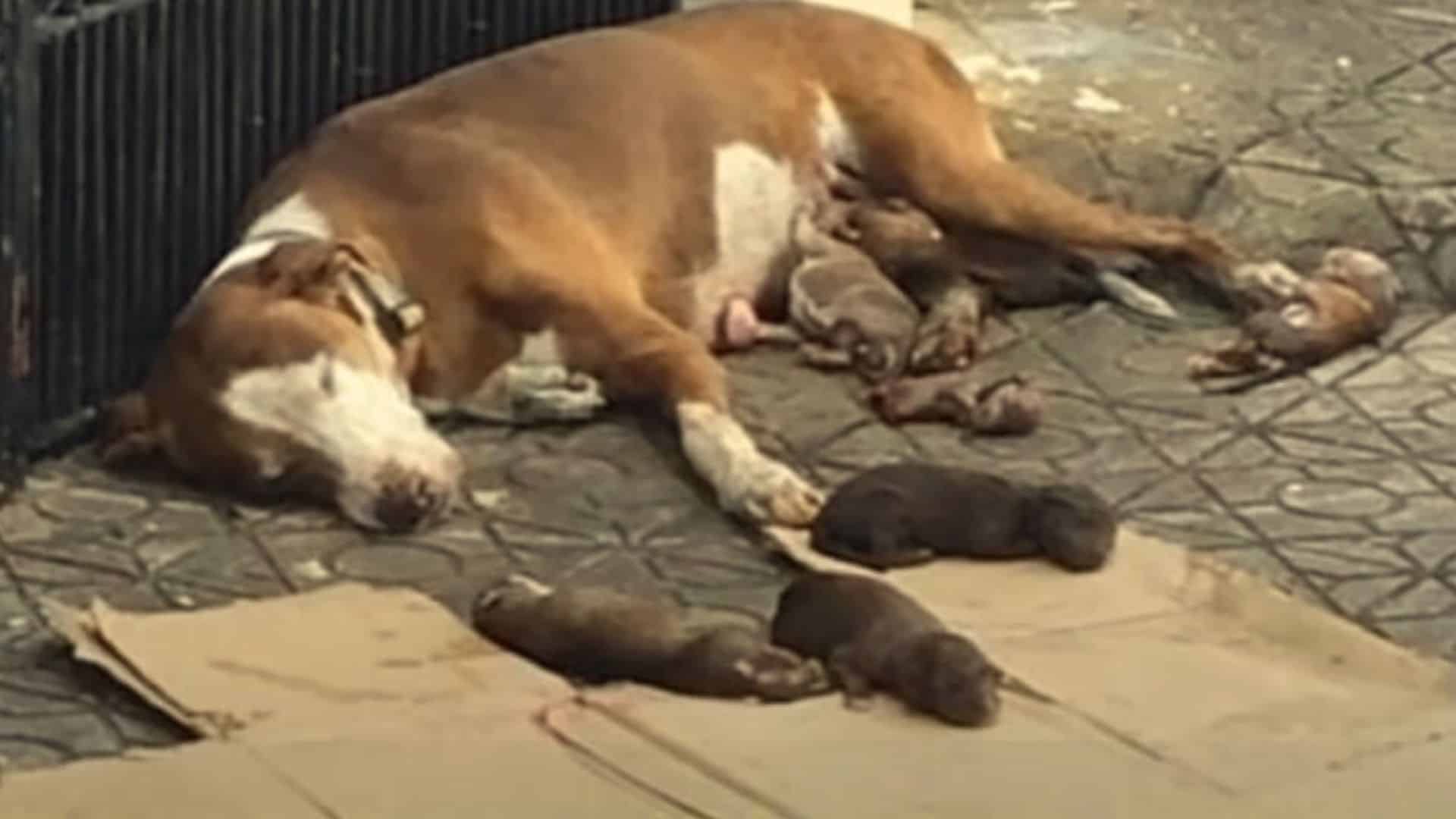 Giant-Hearted Rescuers Save Abandoned Momma Dog And Her Babies