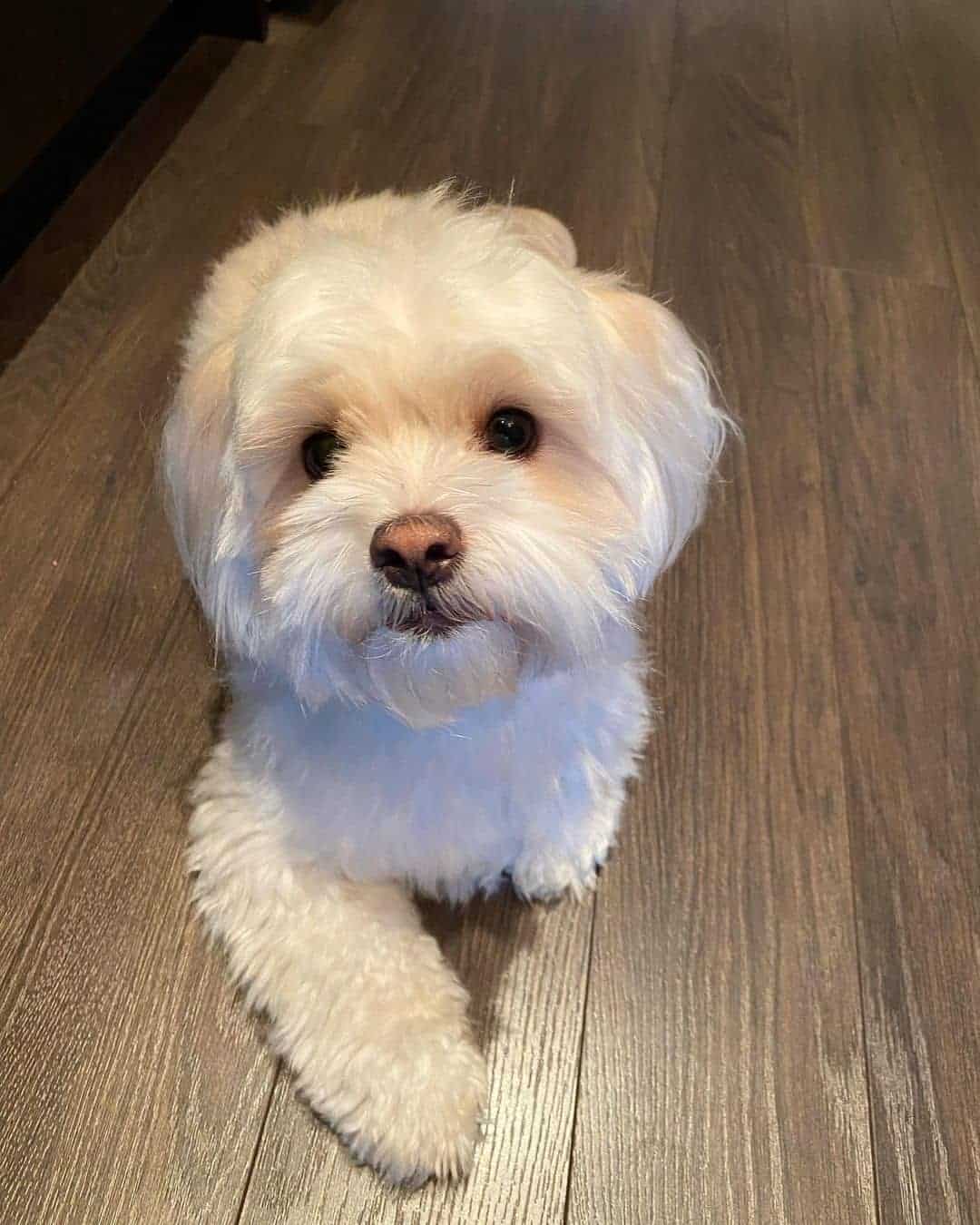 malshipoo laying on the floor