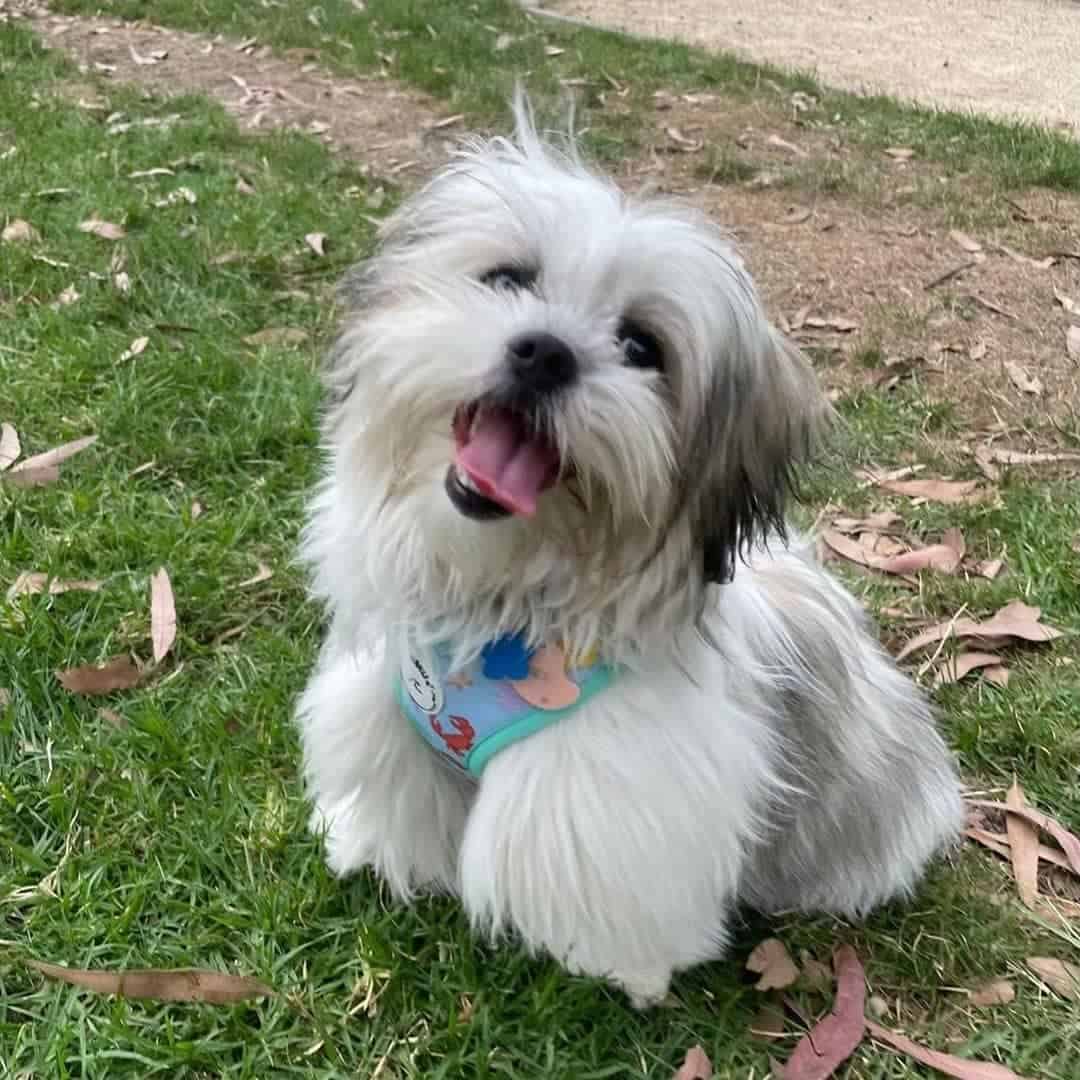 malshipoo on the grass