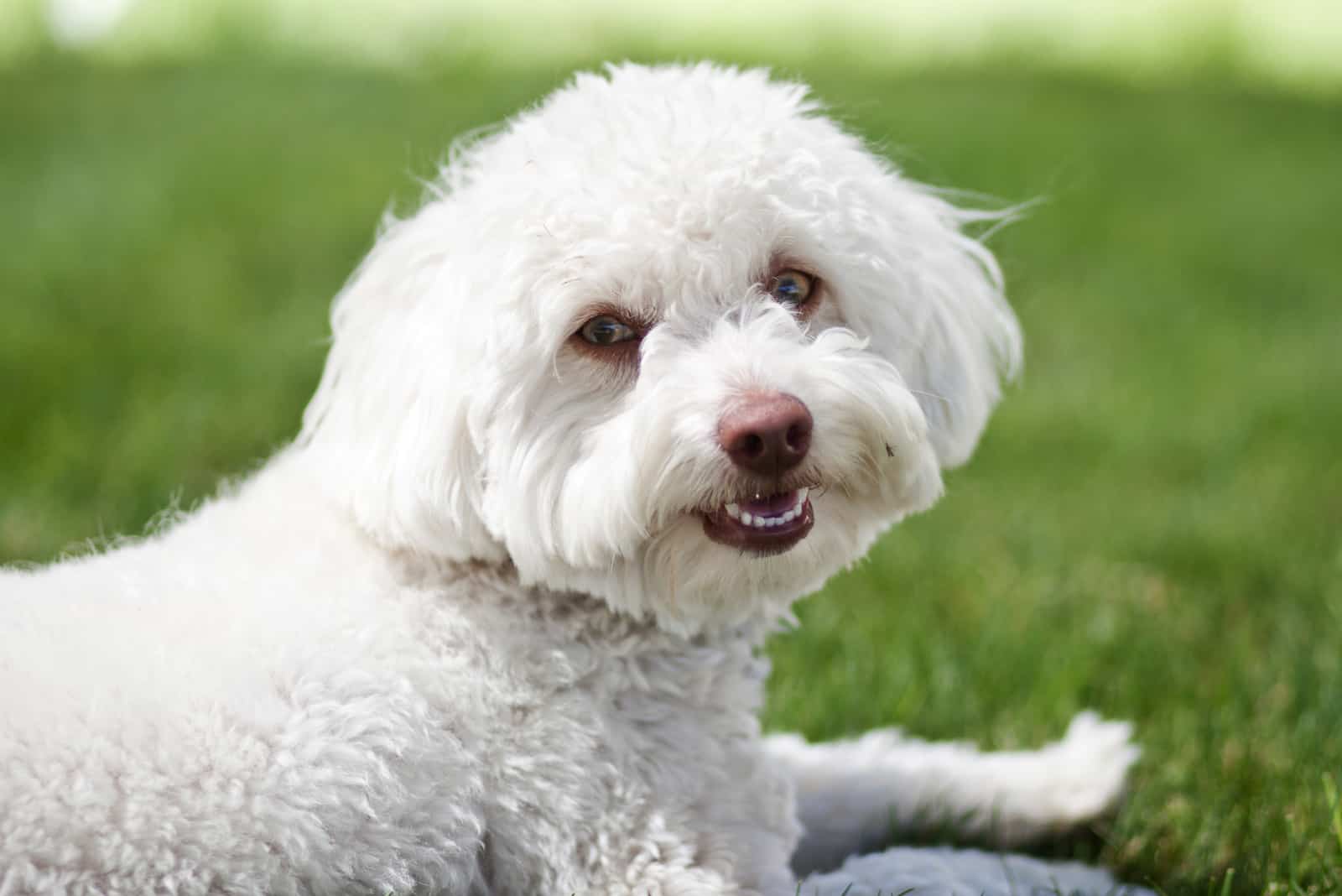 Maltese and poodle mix lying on the grass