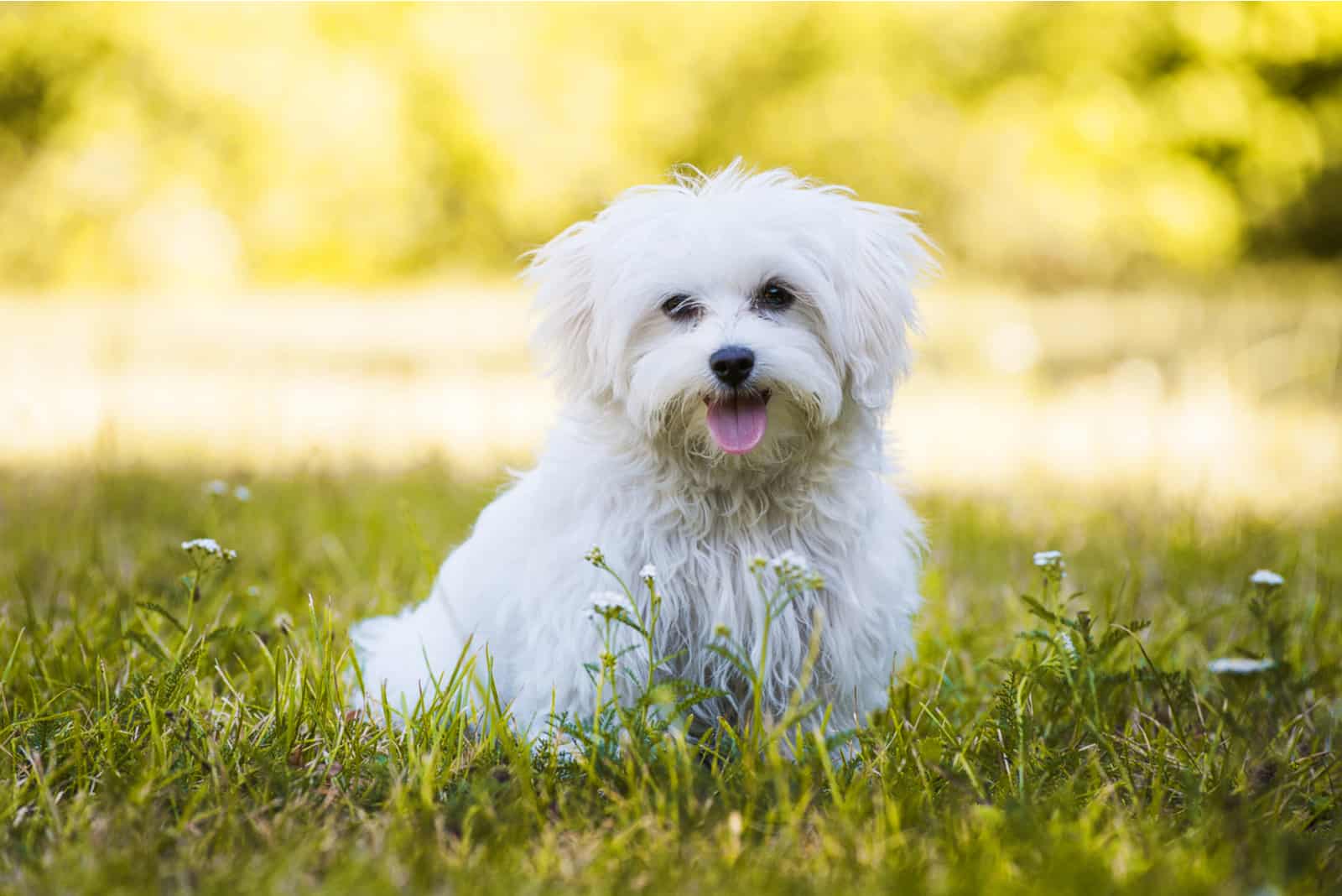 Maltese Breeders In Ontario: Best 5 Choices