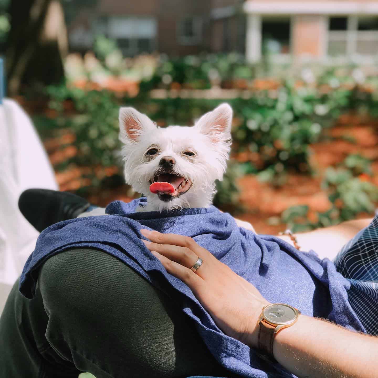 maltese chihuahua dog sitting in woman's lap