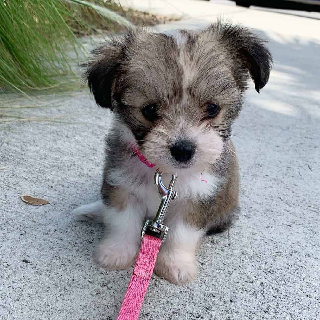 maltese chihuahua mix puppy