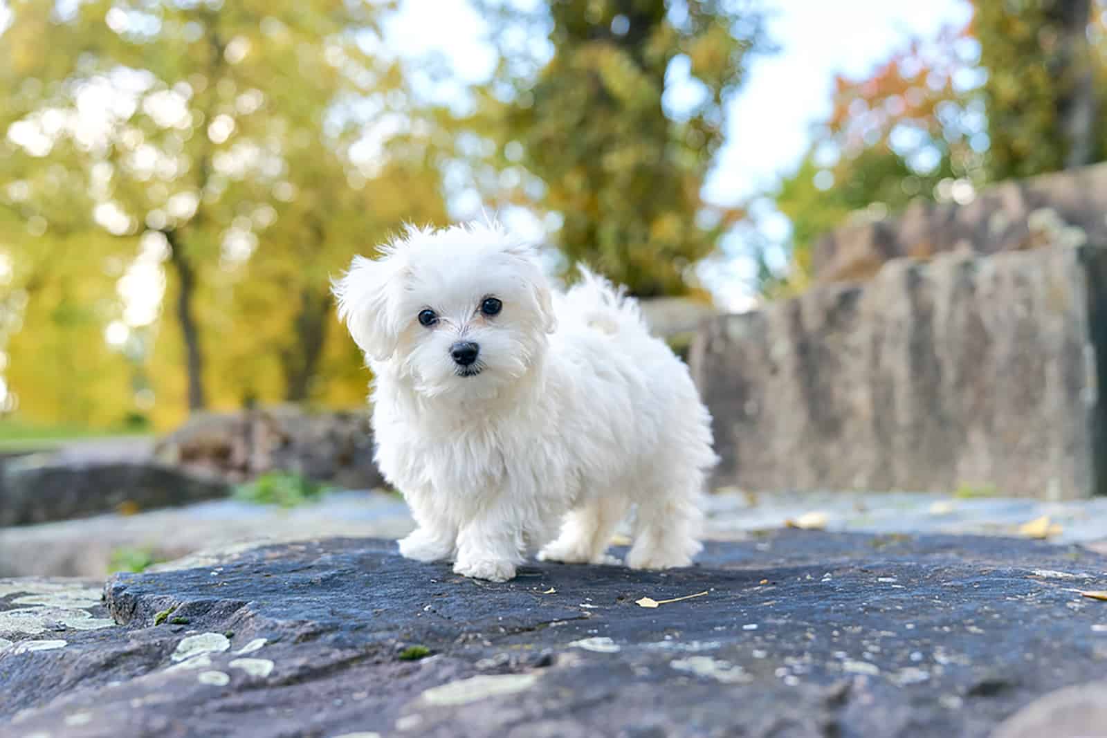 maltese dog standing on the rock on sunny day