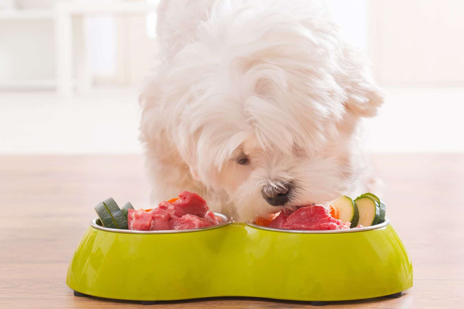 maltese eats raw food